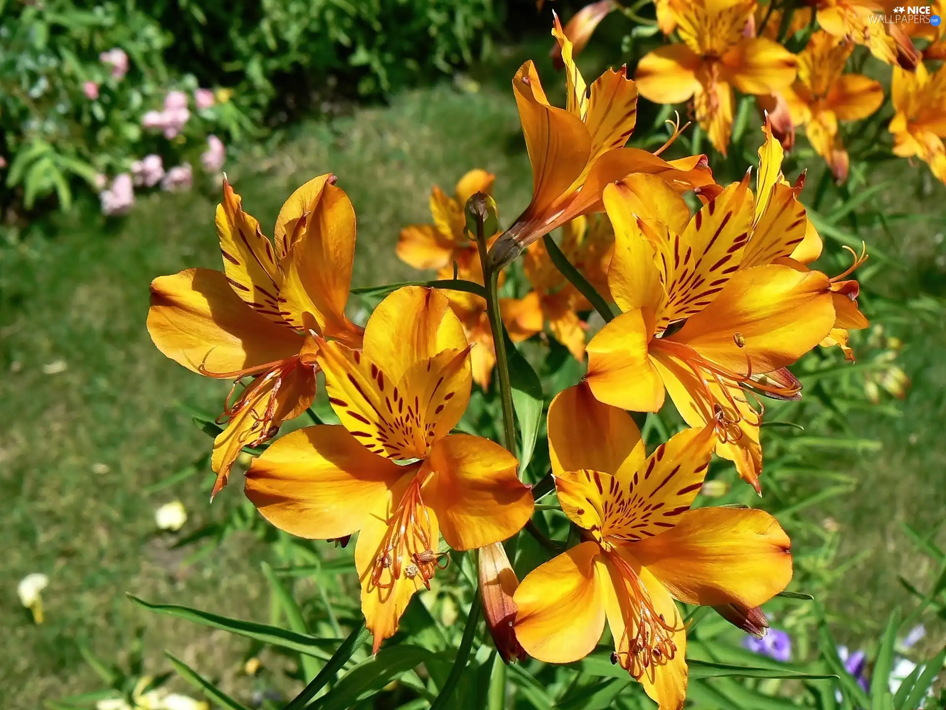 Alstroemeria, Flowers, Orange