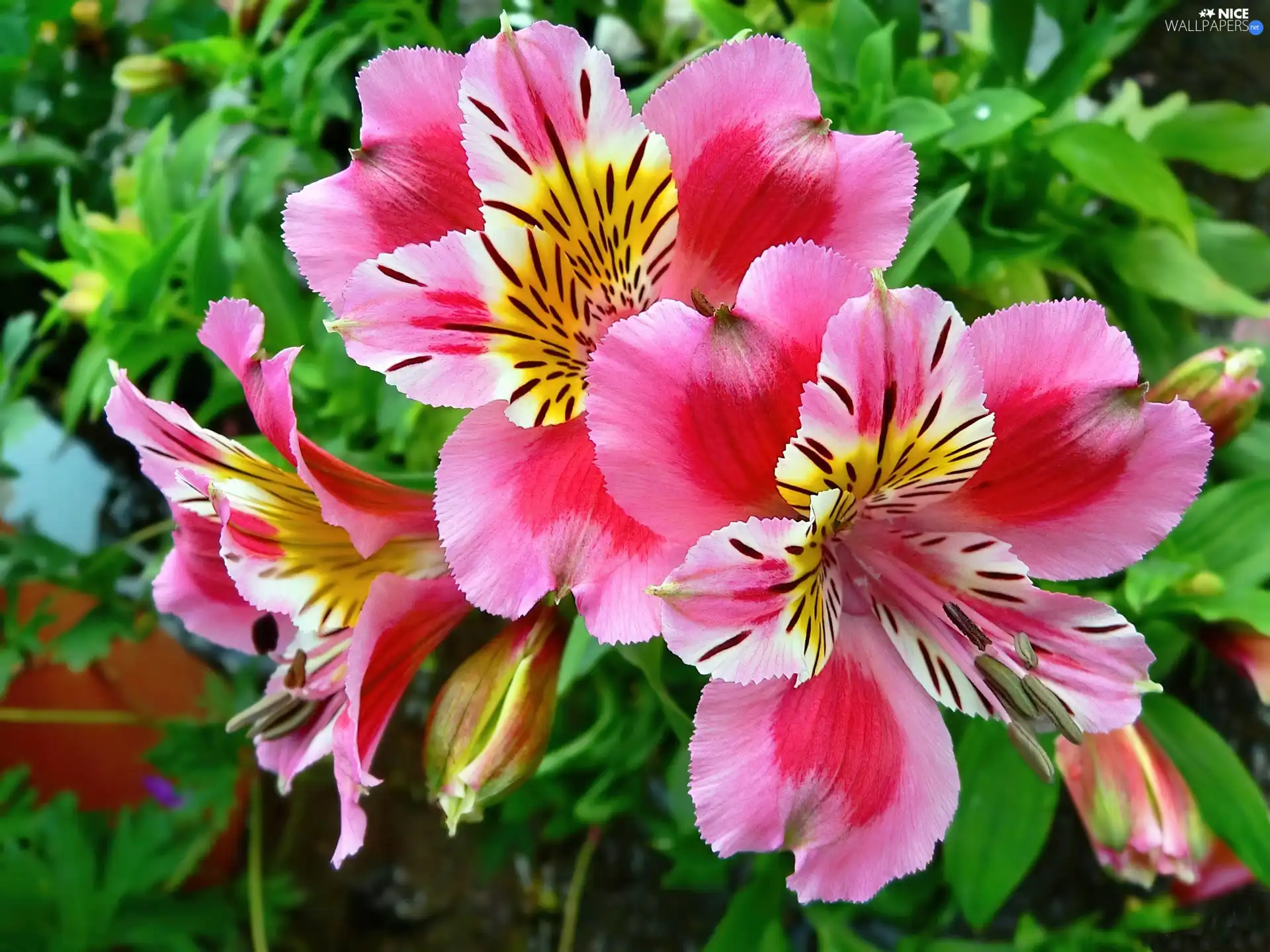 Alstroemeria, Flowers, Pink