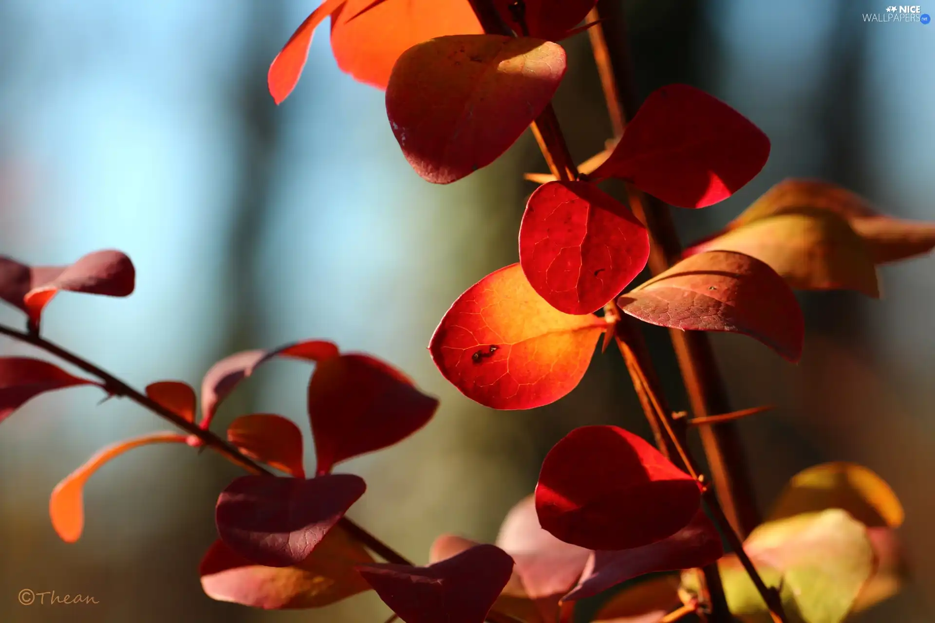 Autumn, Red, Leaf