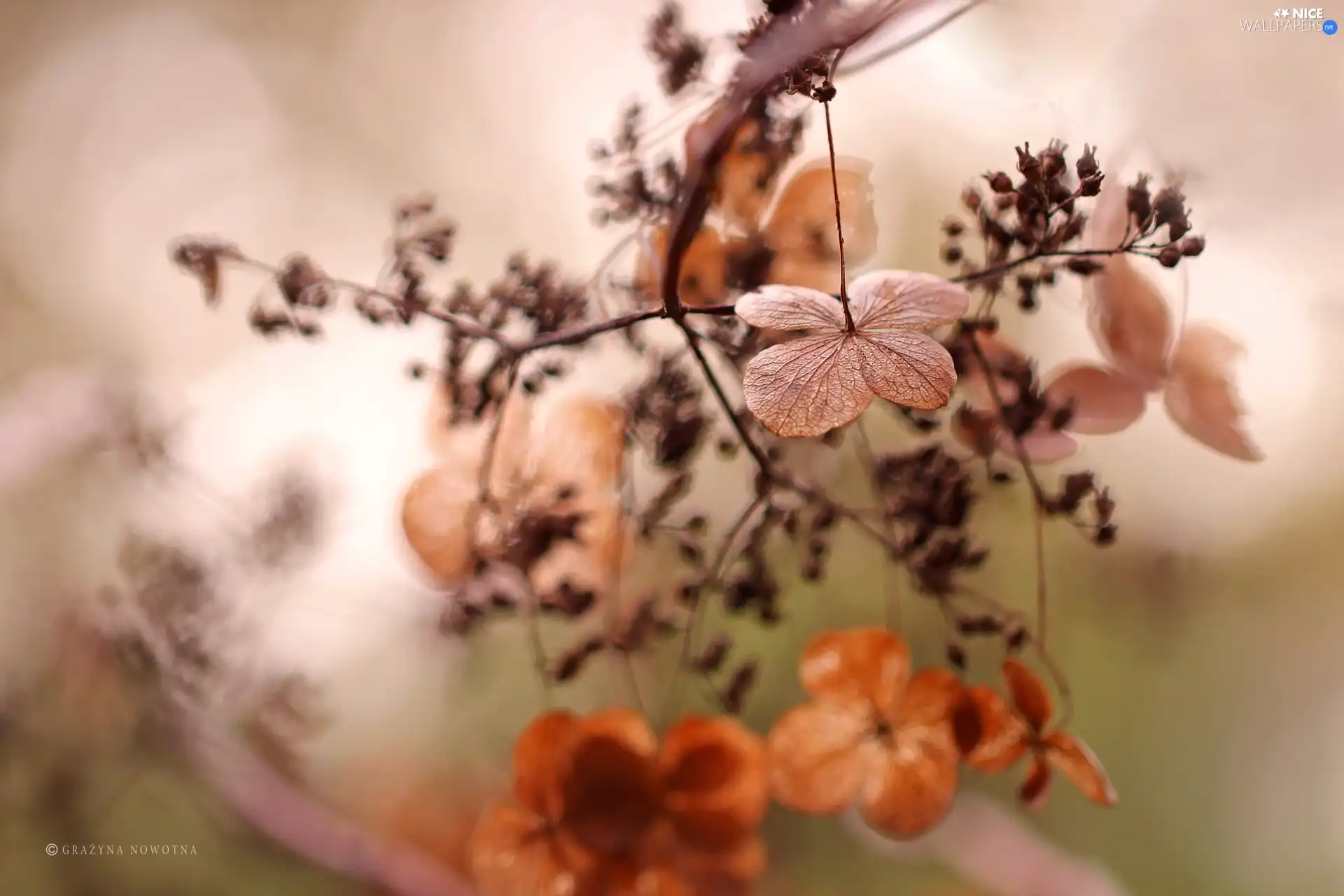 Autumn, dry, Plants