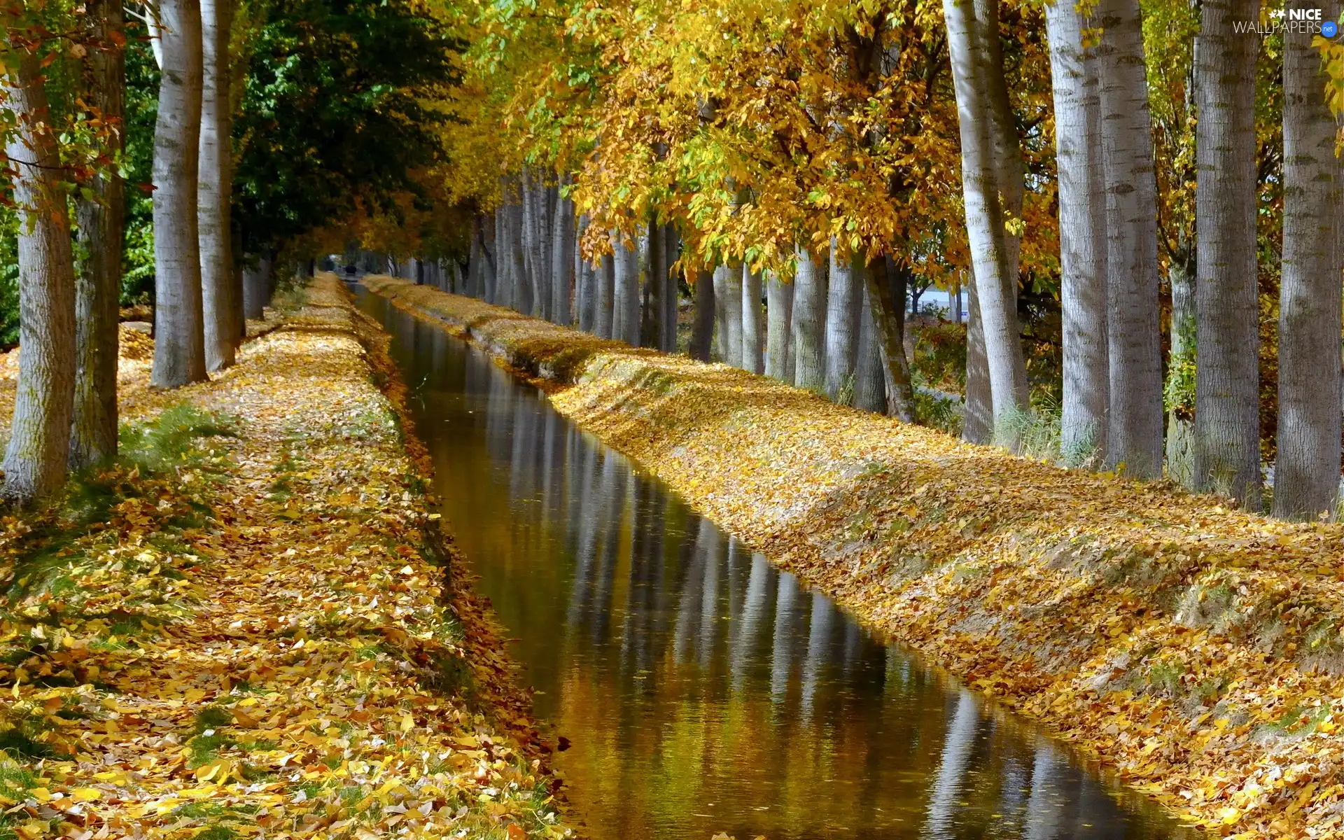 trees, River, autumn, viewes