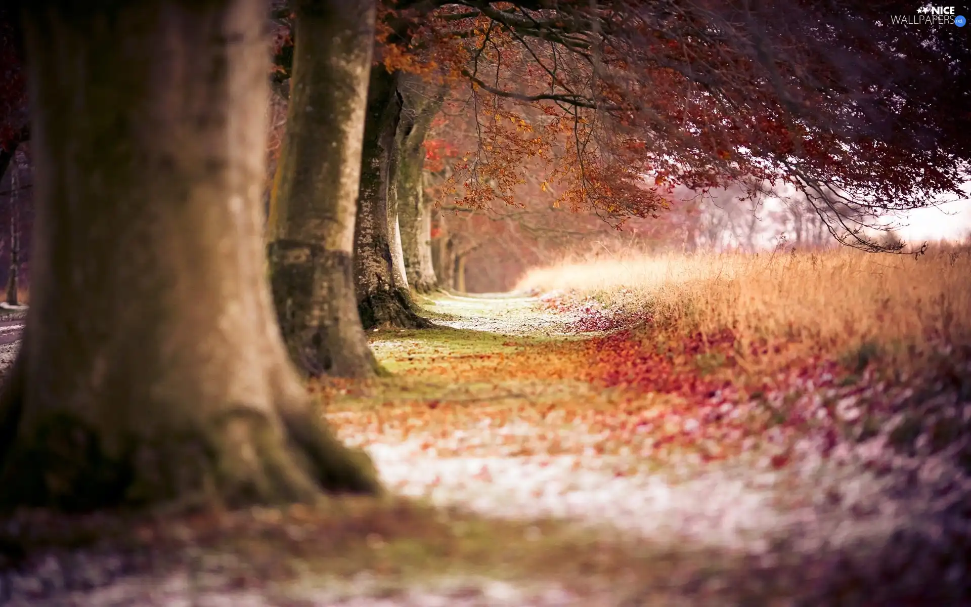 autumn, trees, viewes