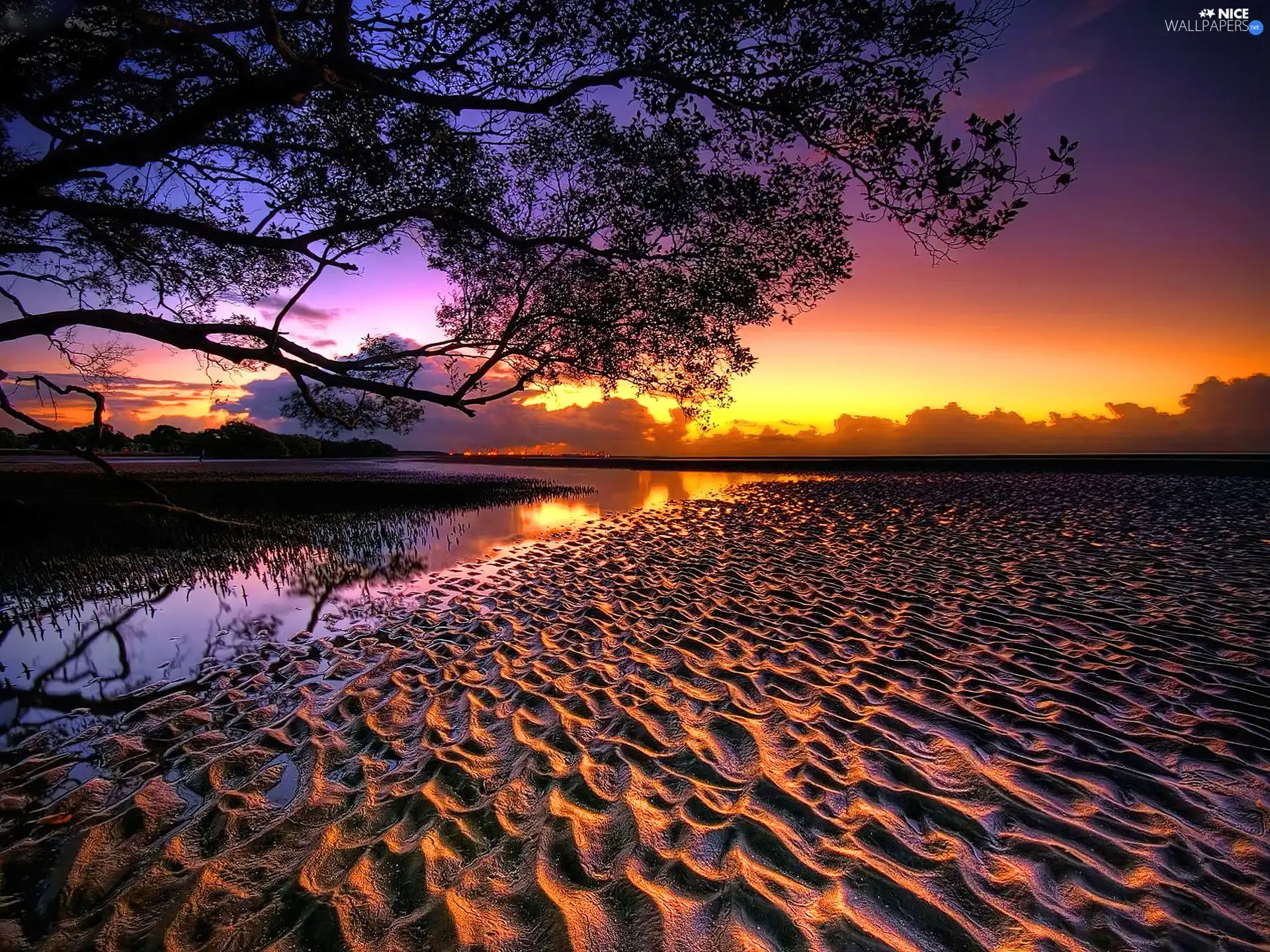 west, trees, Beaches, sun