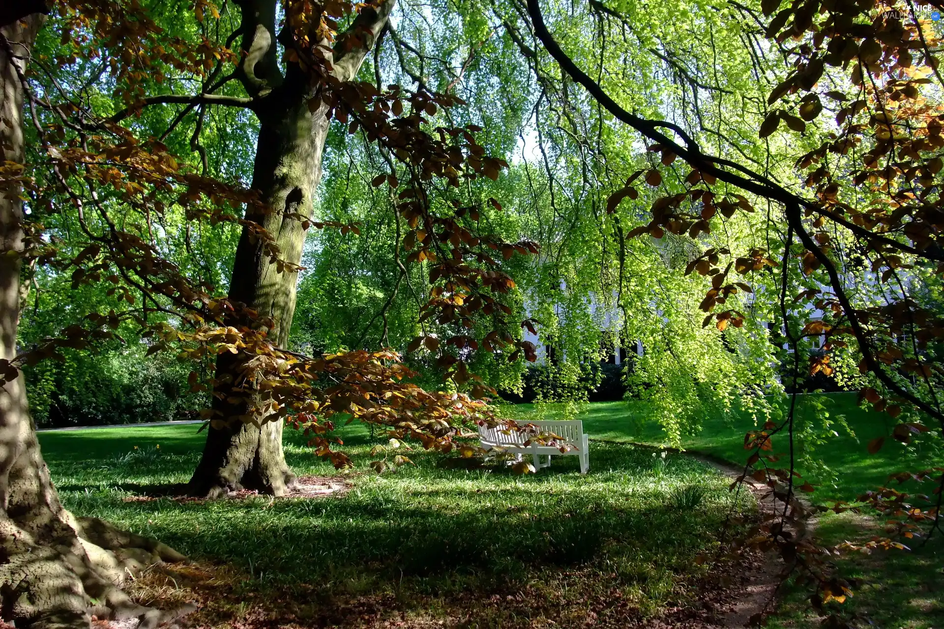 Bench, Park, lane