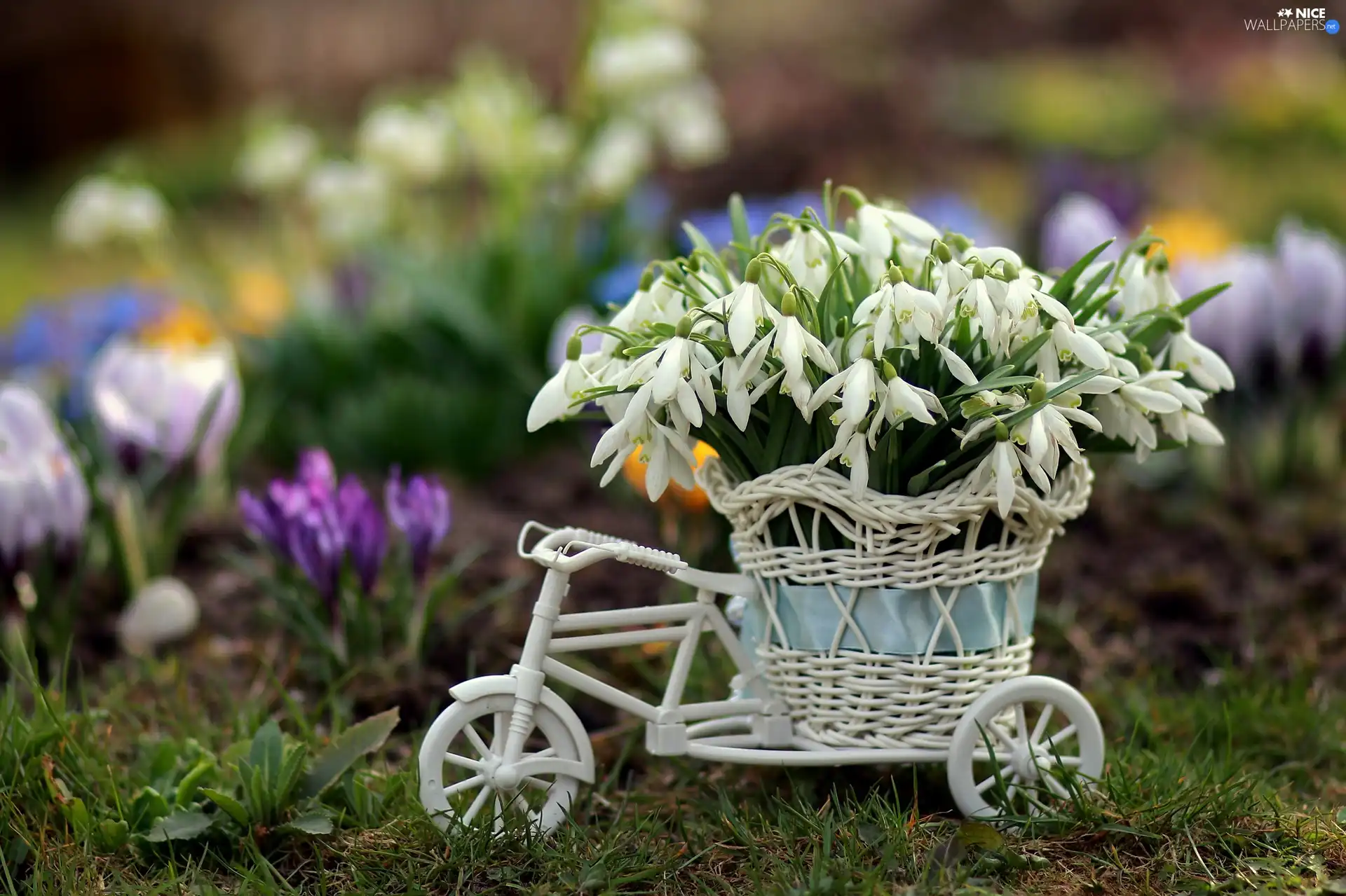 snowdrops, basket, decoration, Bicycle