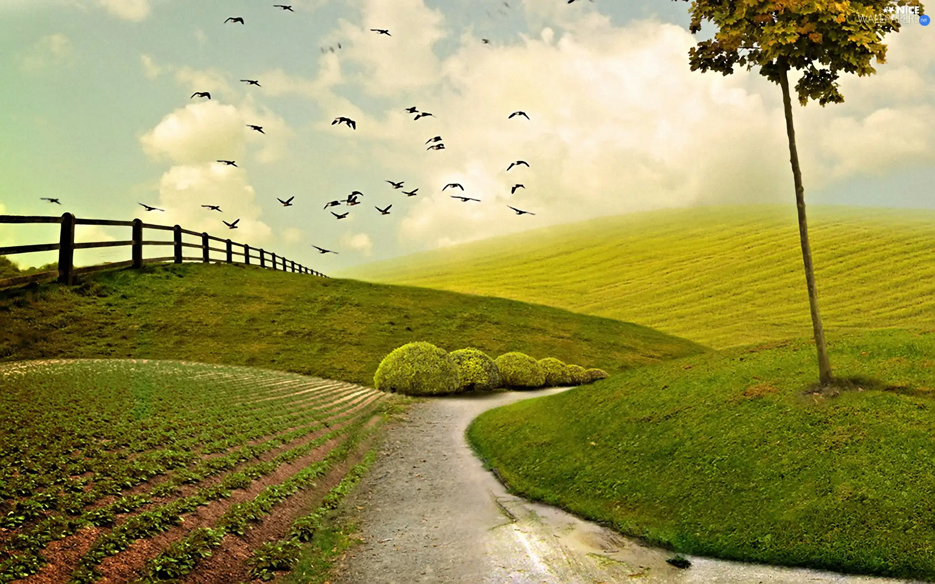 birds, Meadow, Way