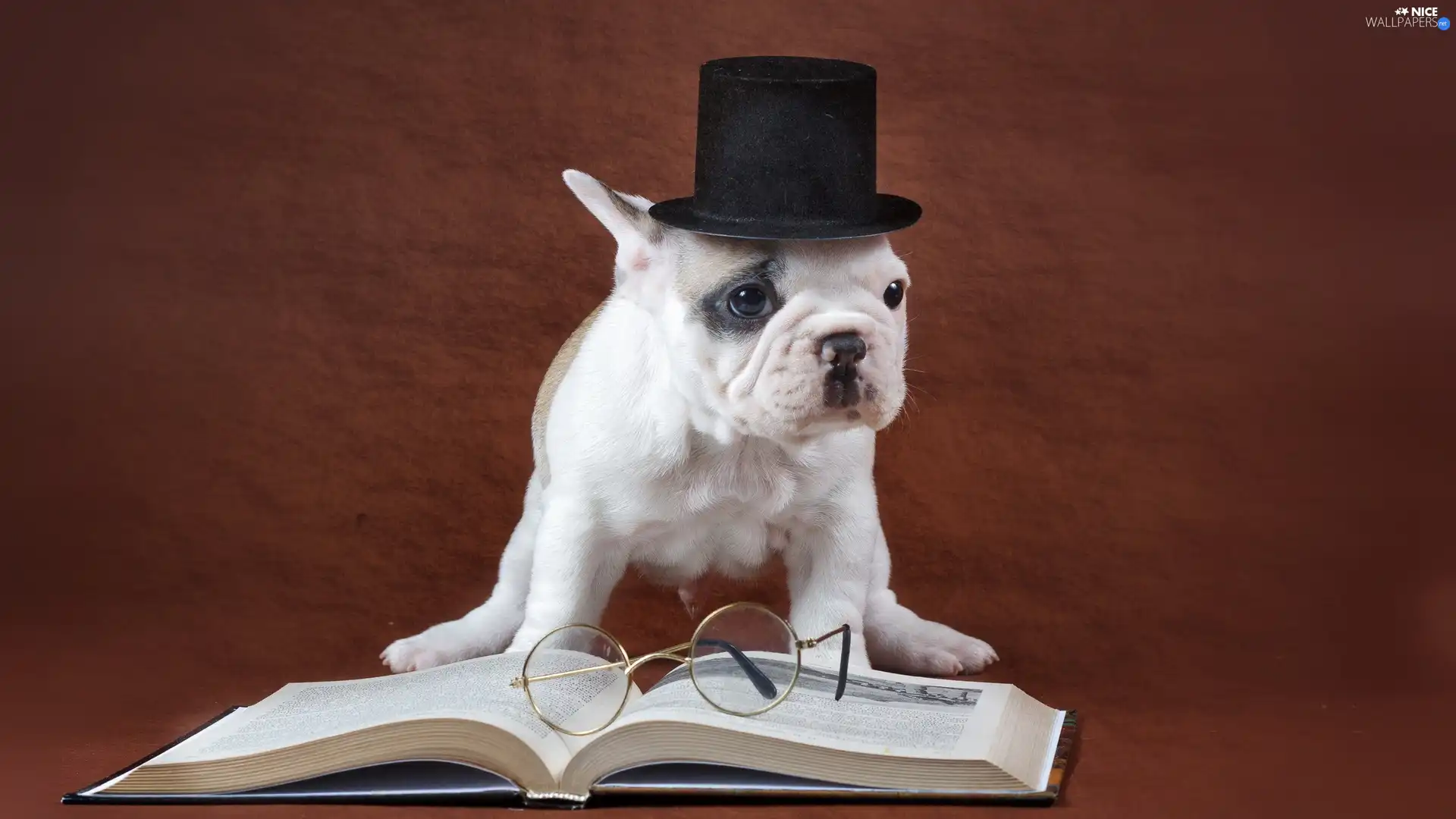 Book, Glasses, French Bulldog, Hat, Funny