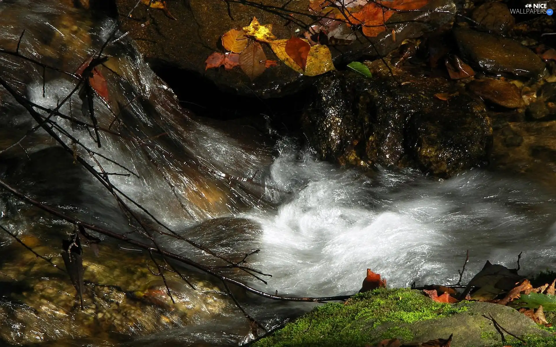 rapid, Stones, branch pics, stream