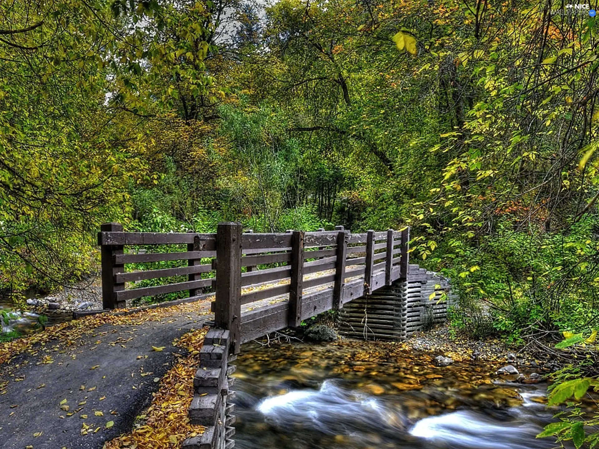 bridges, forest, brook