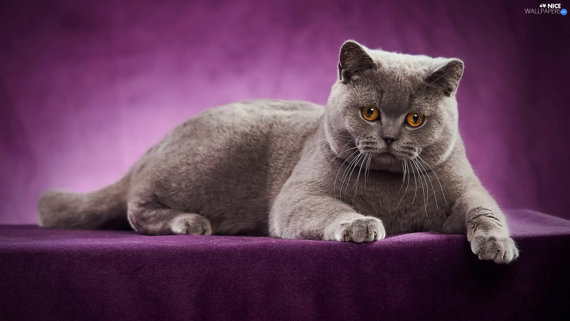 purple background, lying, British Shorthair Cat