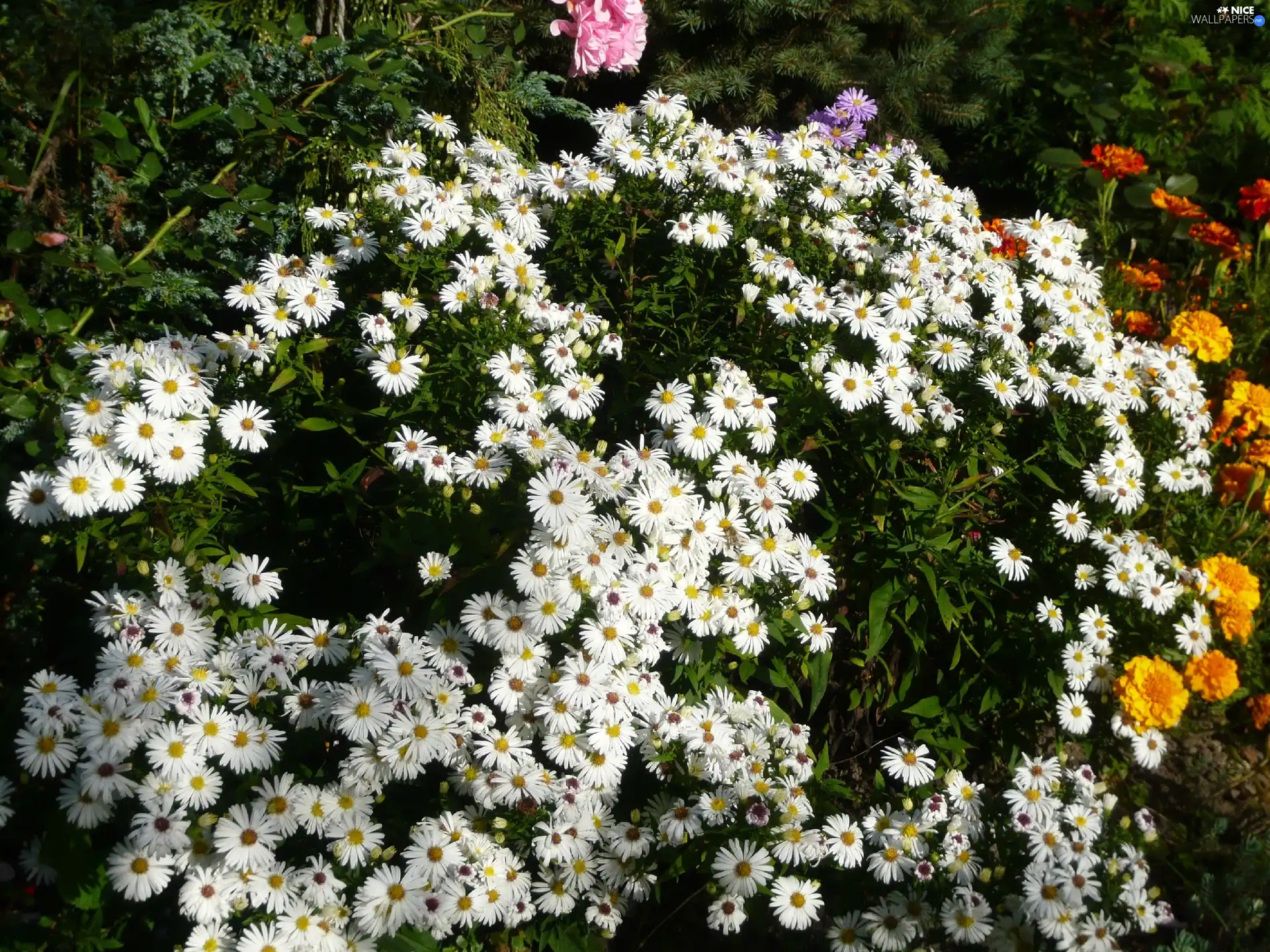 Bushes, Flowers, grass