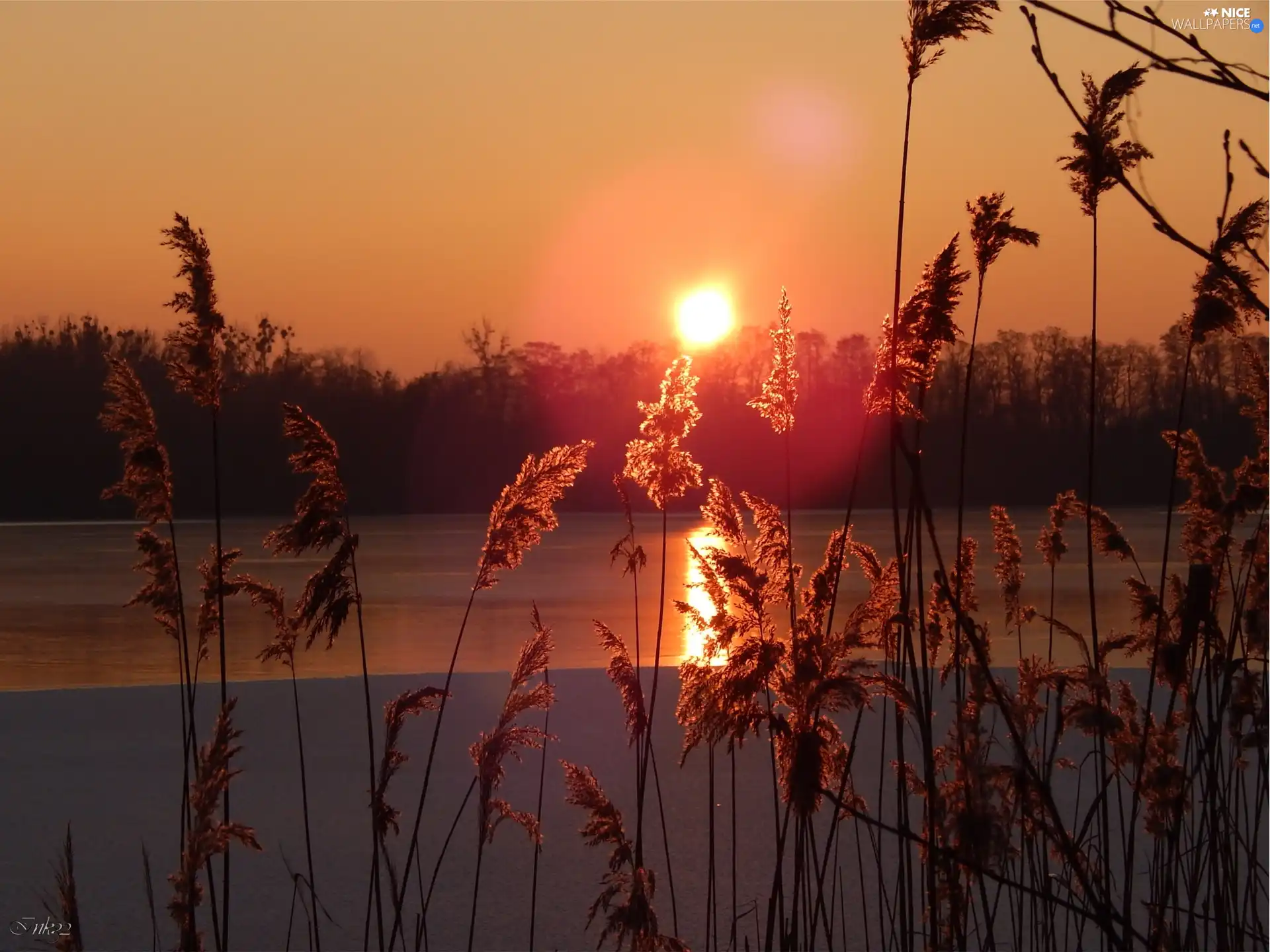 Cane, west, sun