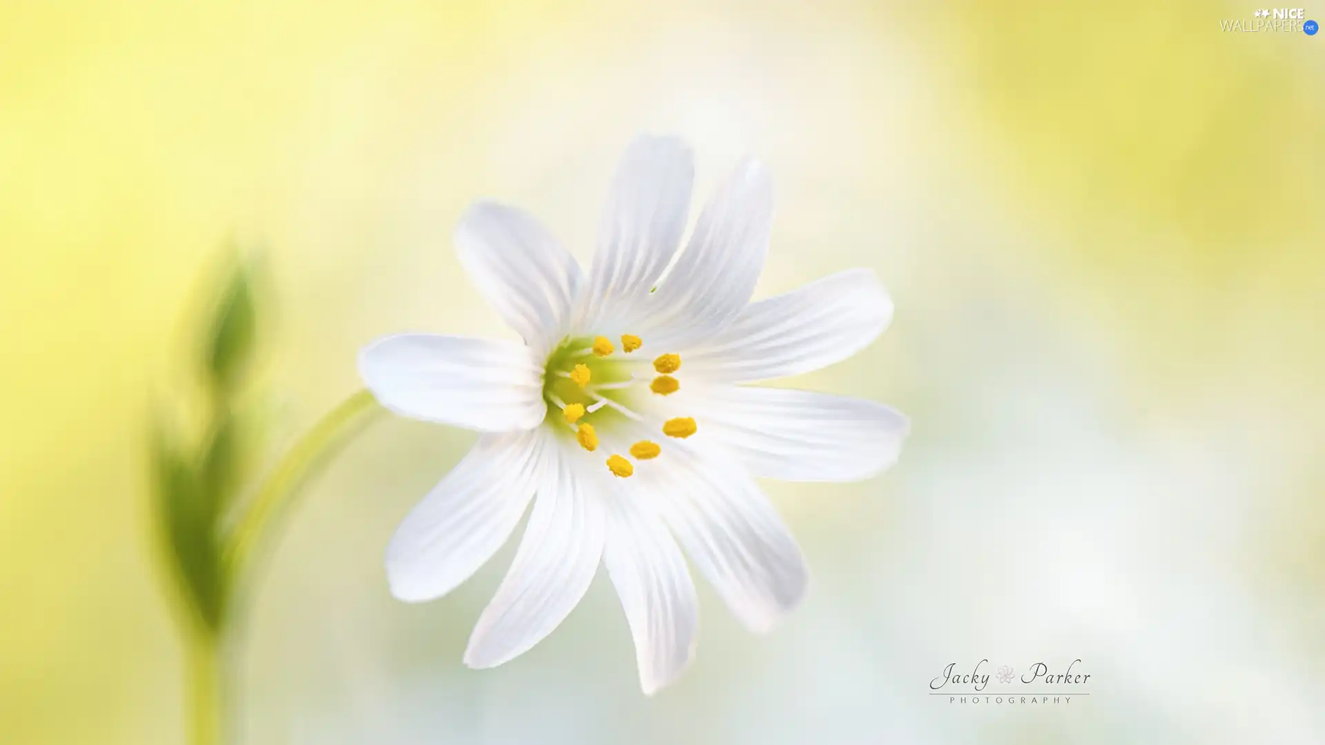 White, Chickweed, Close, Colourfull Flowers