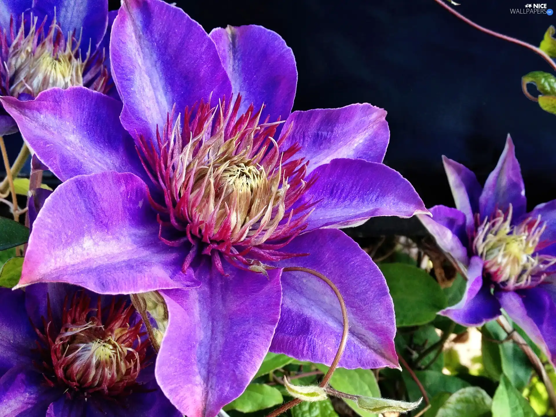 Violet, Clematis