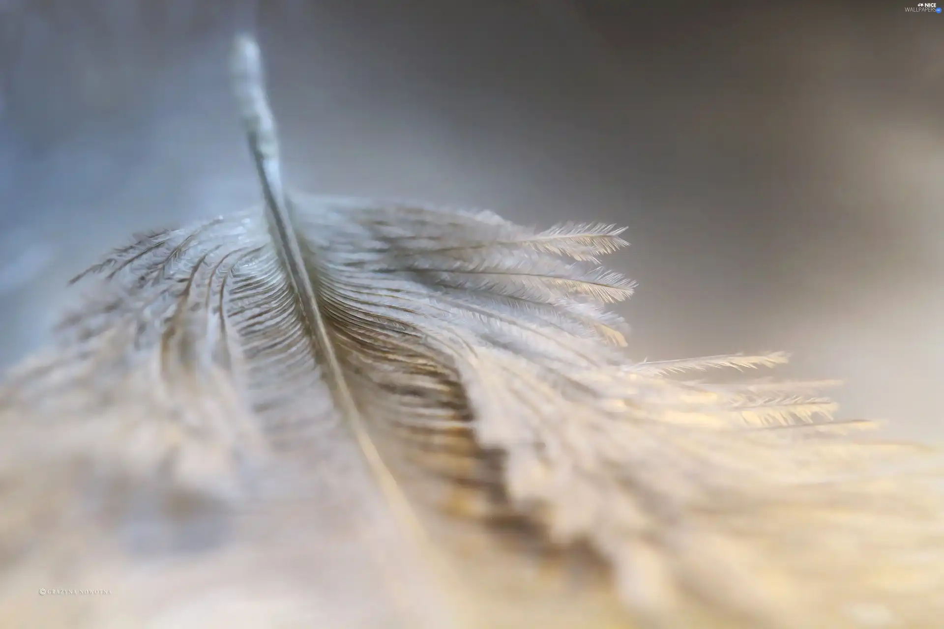 feather, Close