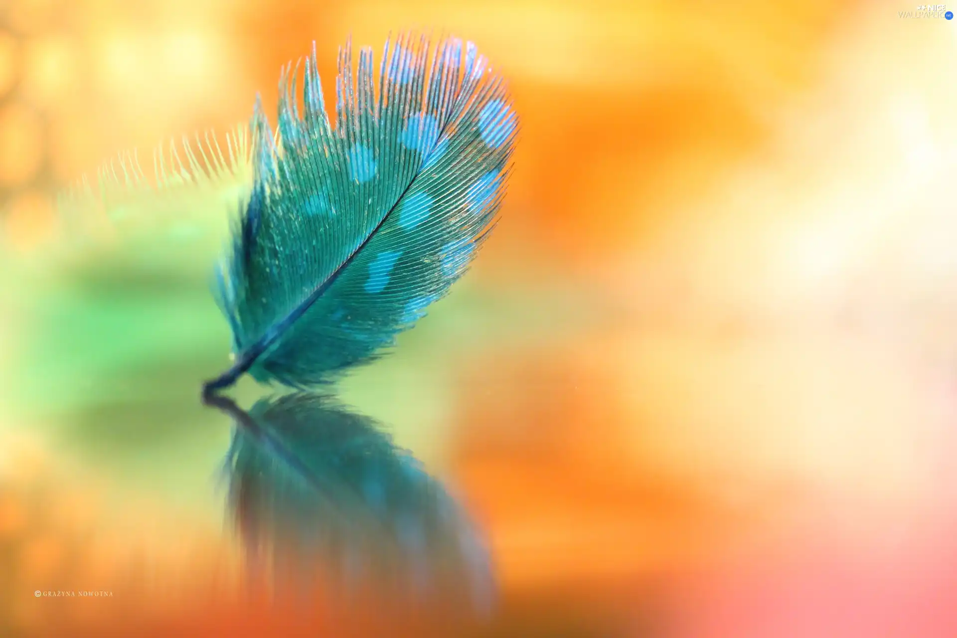 feather, Close