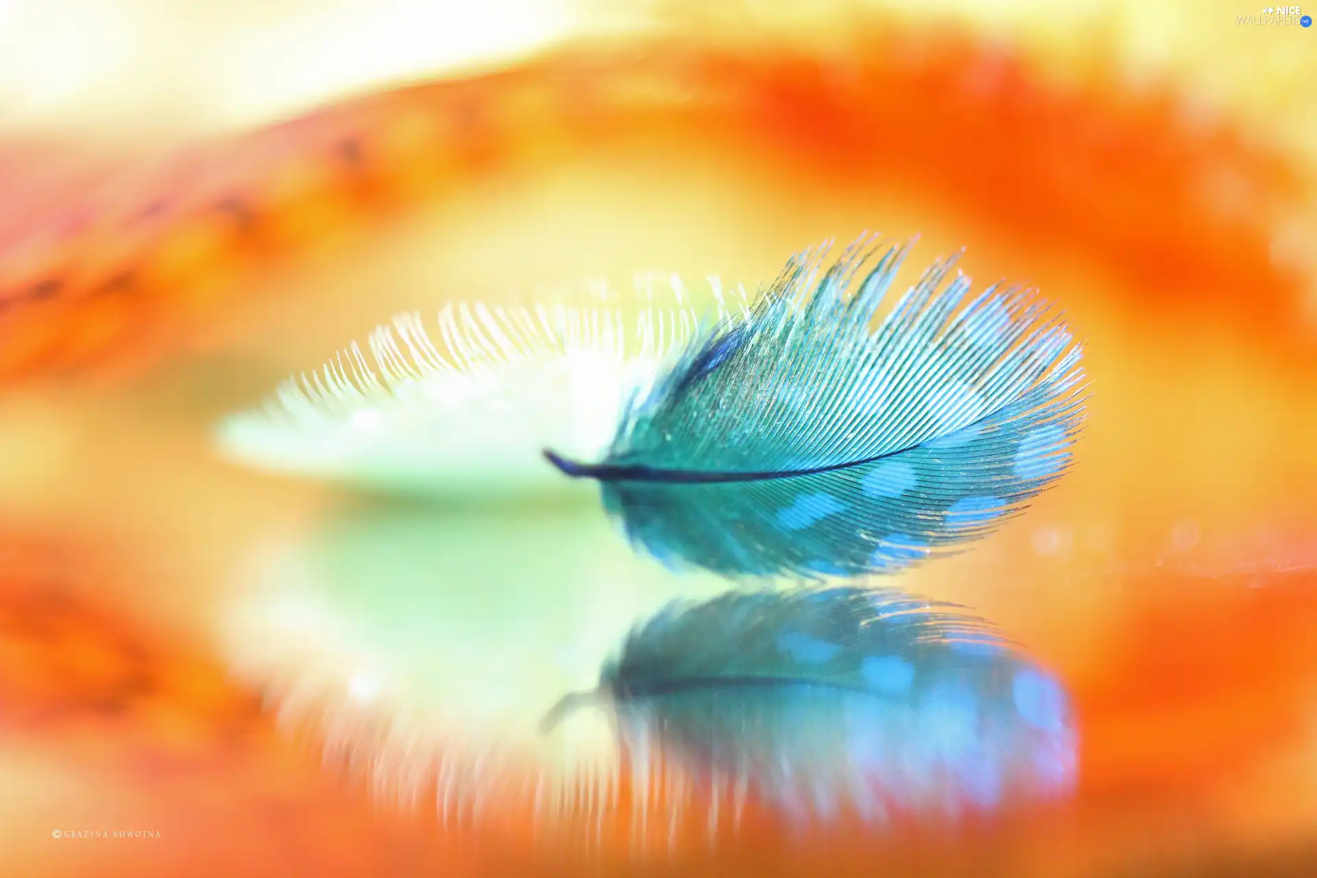 feather, Close