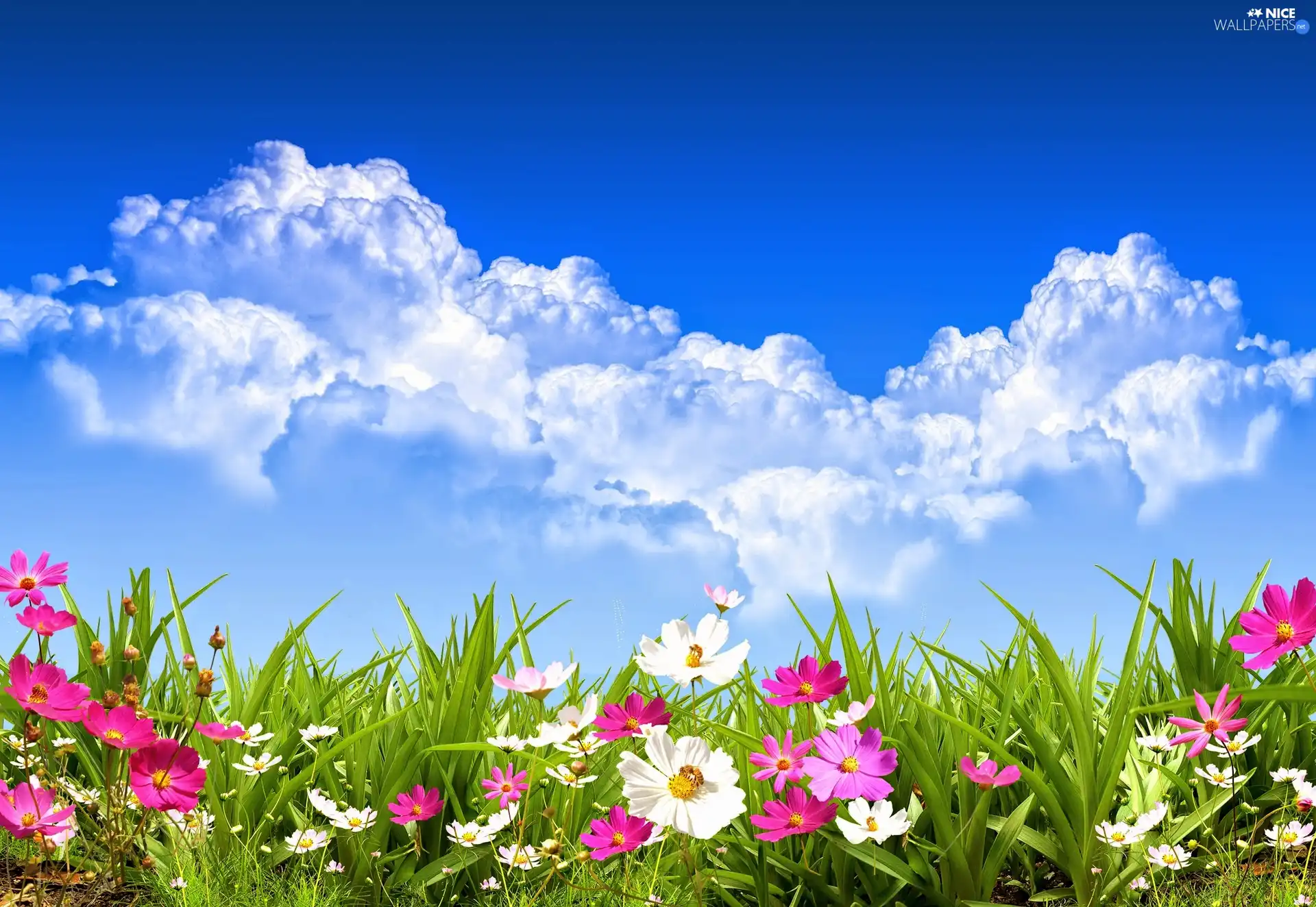 clouds, Meadow, Flowers