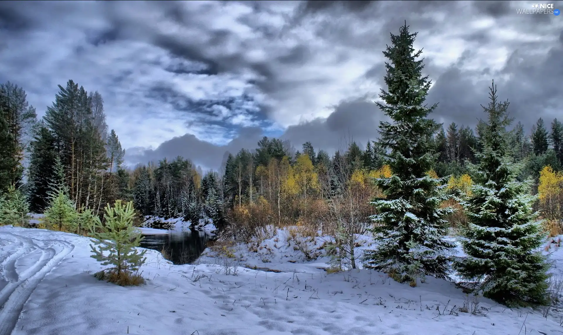 clouds, winter, forest