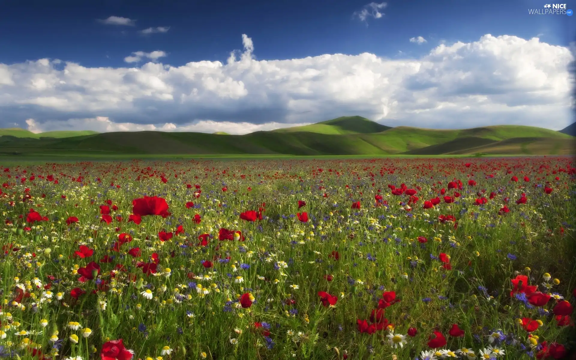 Meadow, Mountains, clouds, Flowers