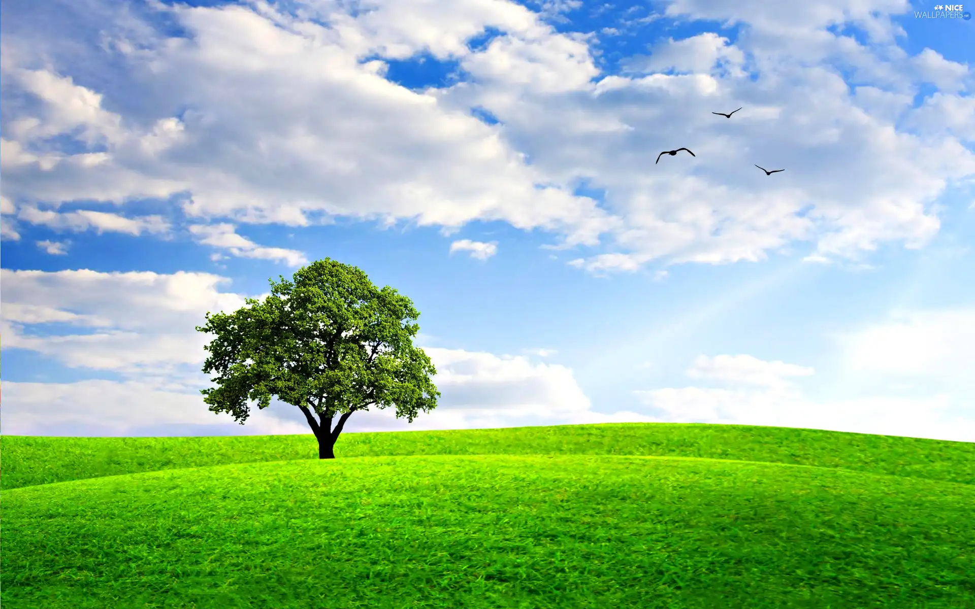 clouds, trees, Meadow