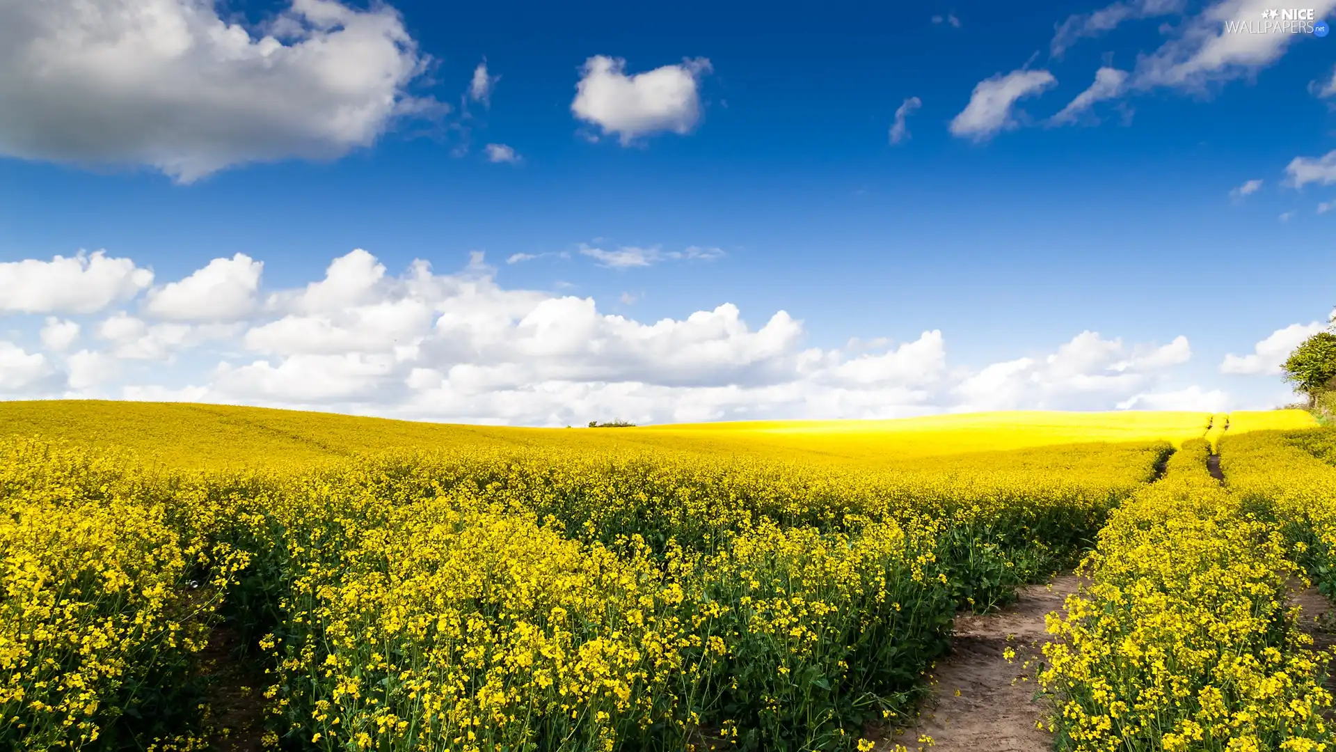 clouds, Field, Path