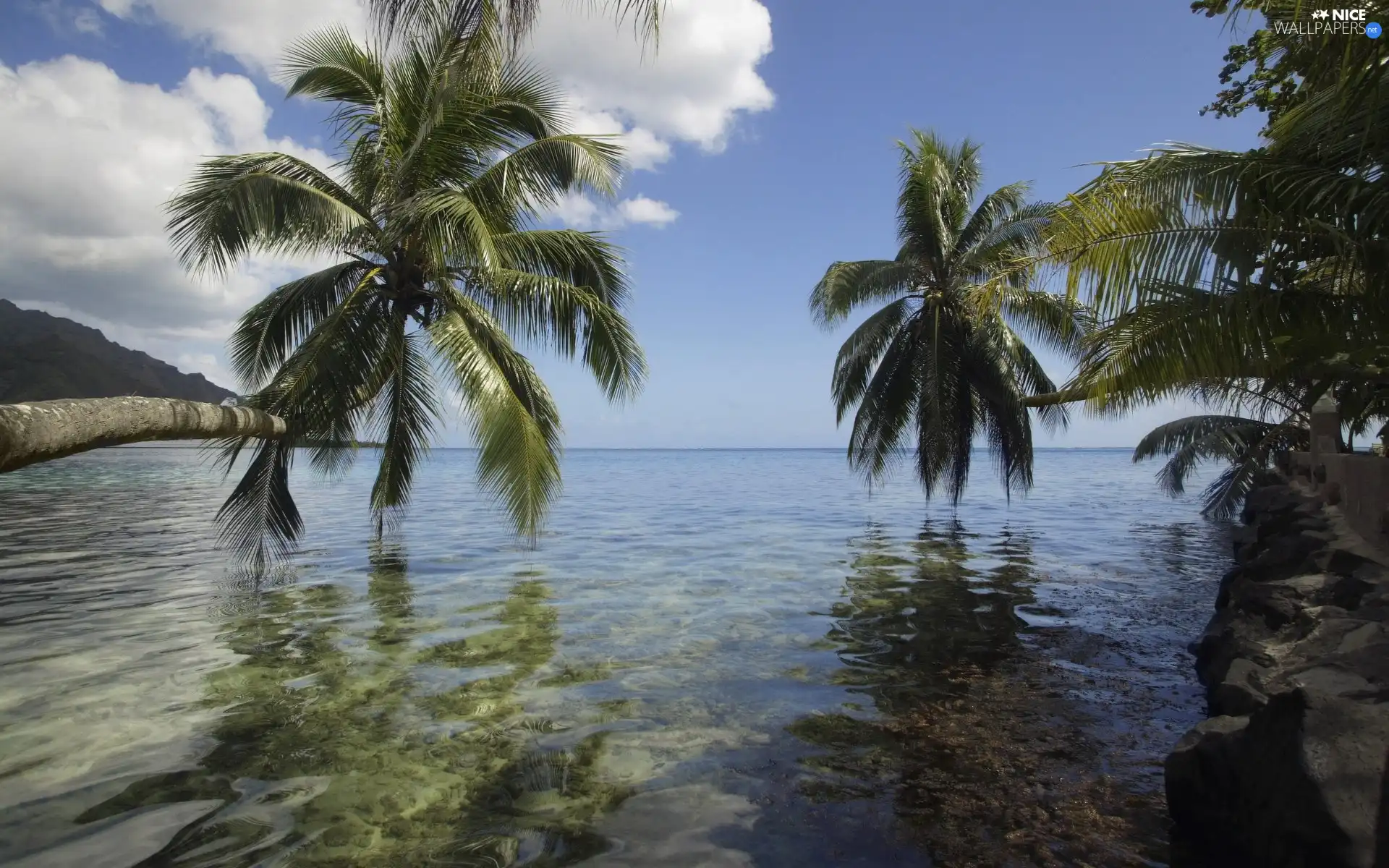 sea, White, clouds, Palms