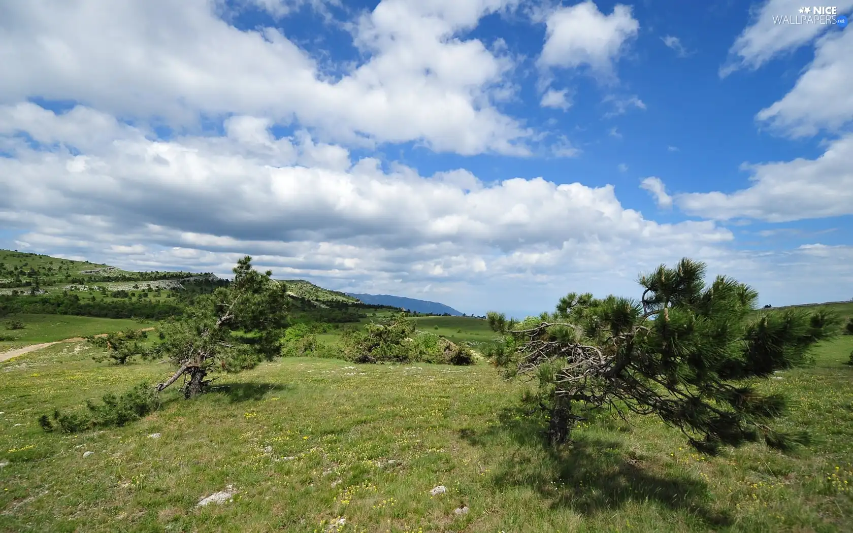 trees, Sky, clouds, viewes