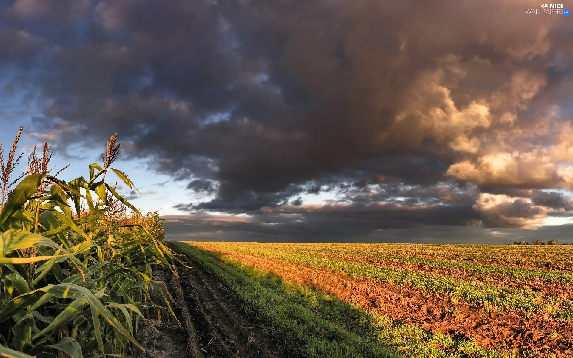 clouds, Field, VEGETATION