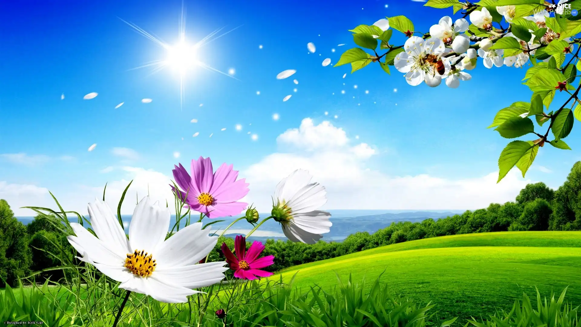 sun, Meadow, color, Flowers, summer, rays