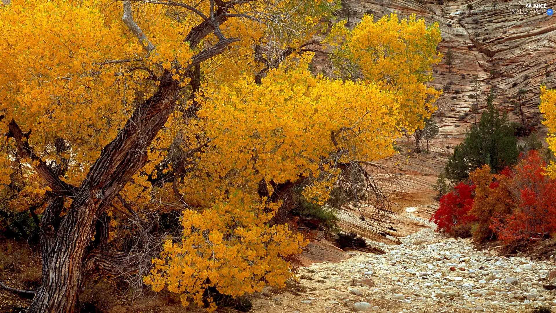 color, Leaf, viewes, Stones, trees