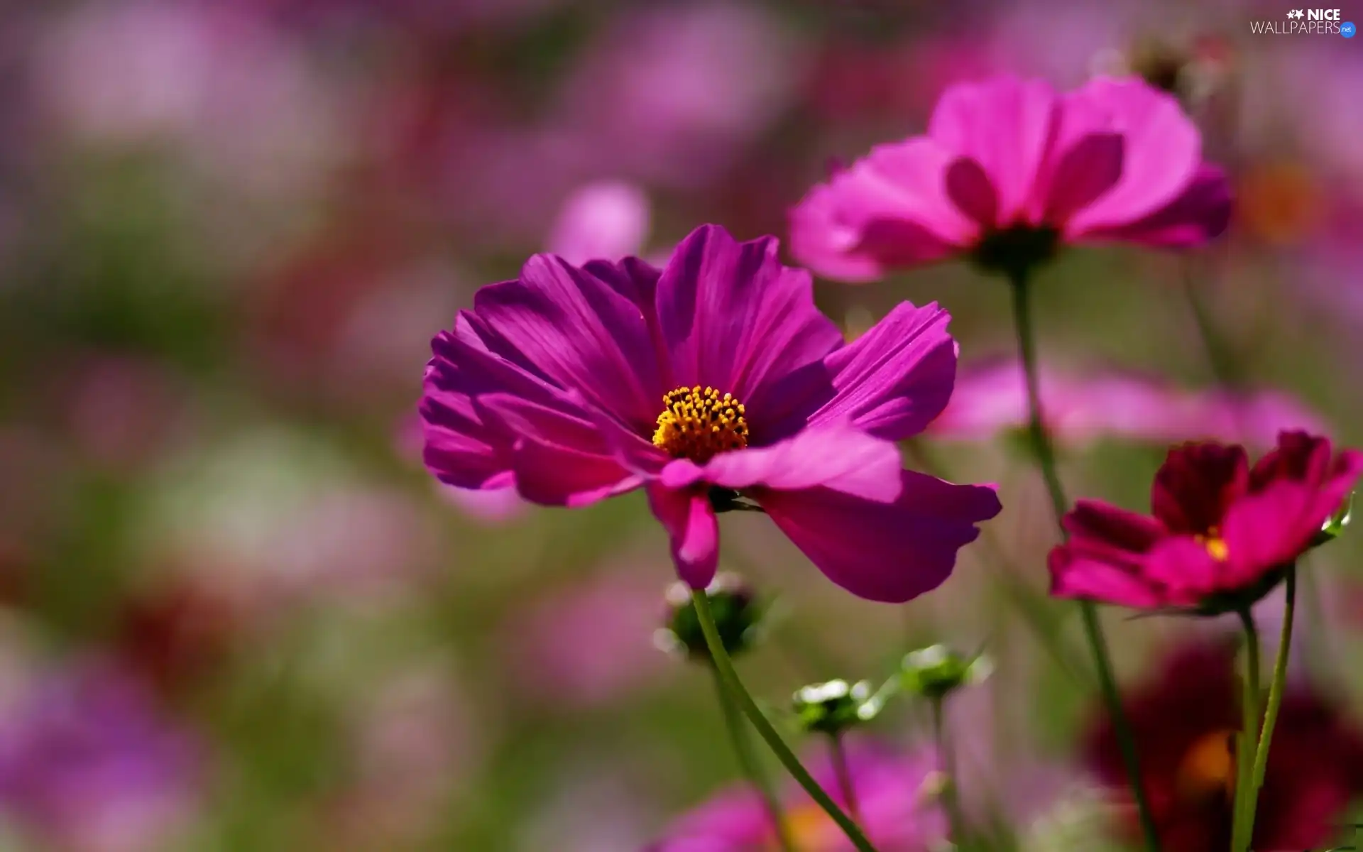 Cosmos, Pink, Colourfull Flowers