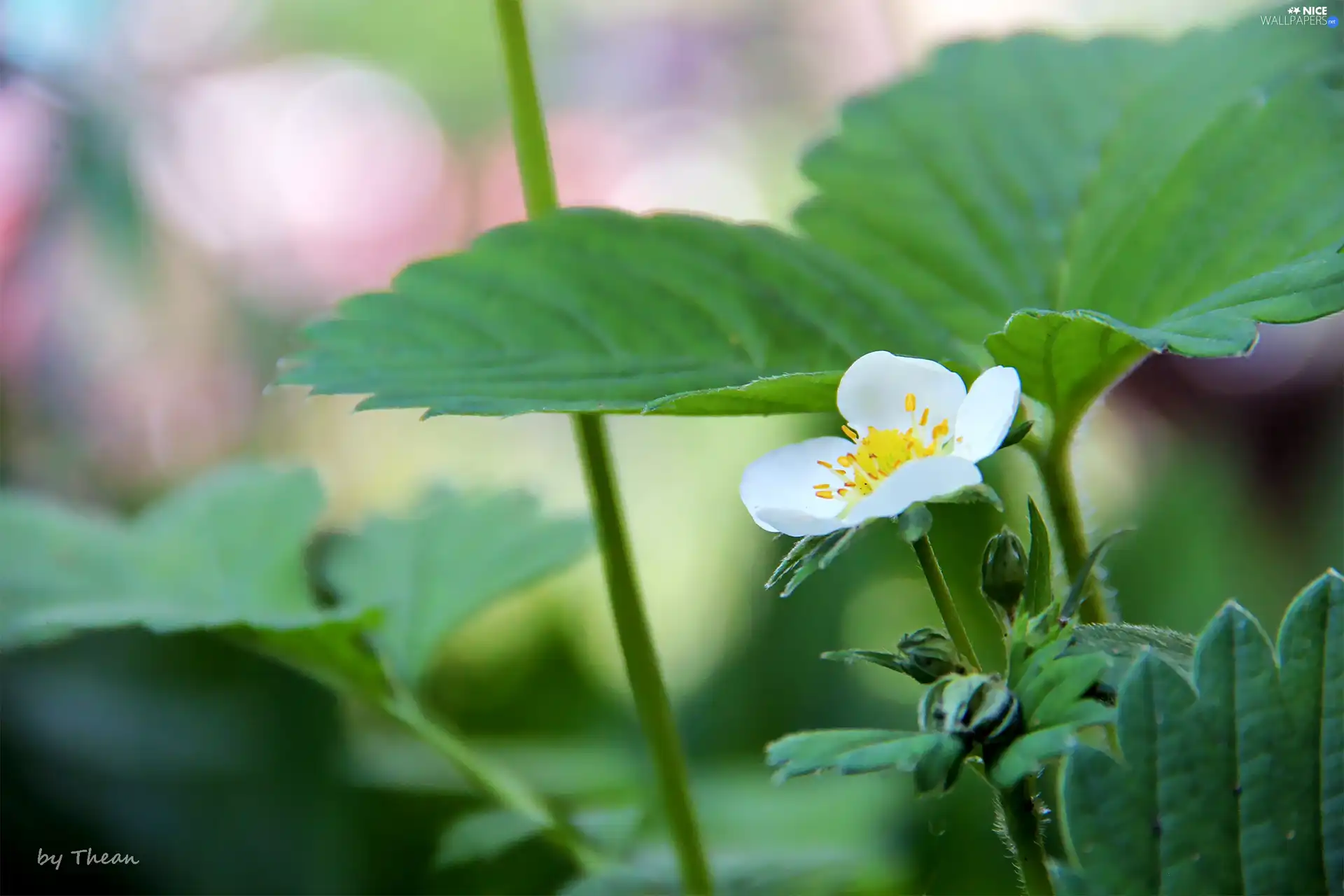 Colourfull Flowers, strawberries