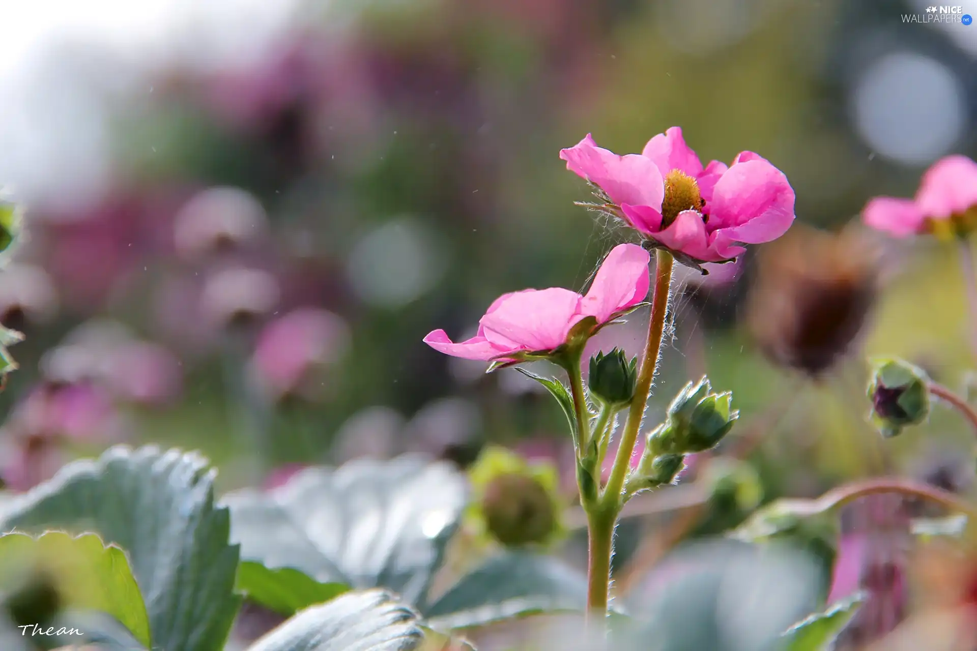 strawberries, Pink, Colourfull Flowers