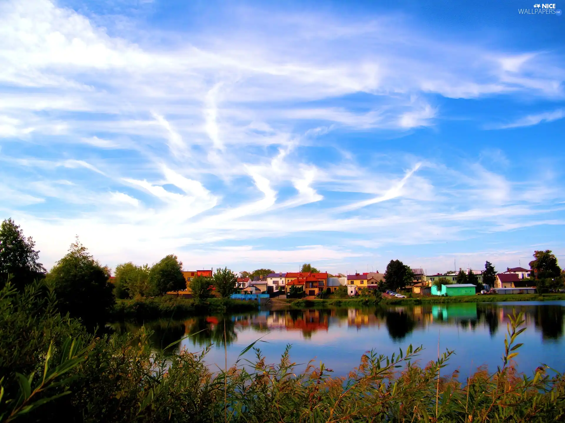 country, lake, rushes