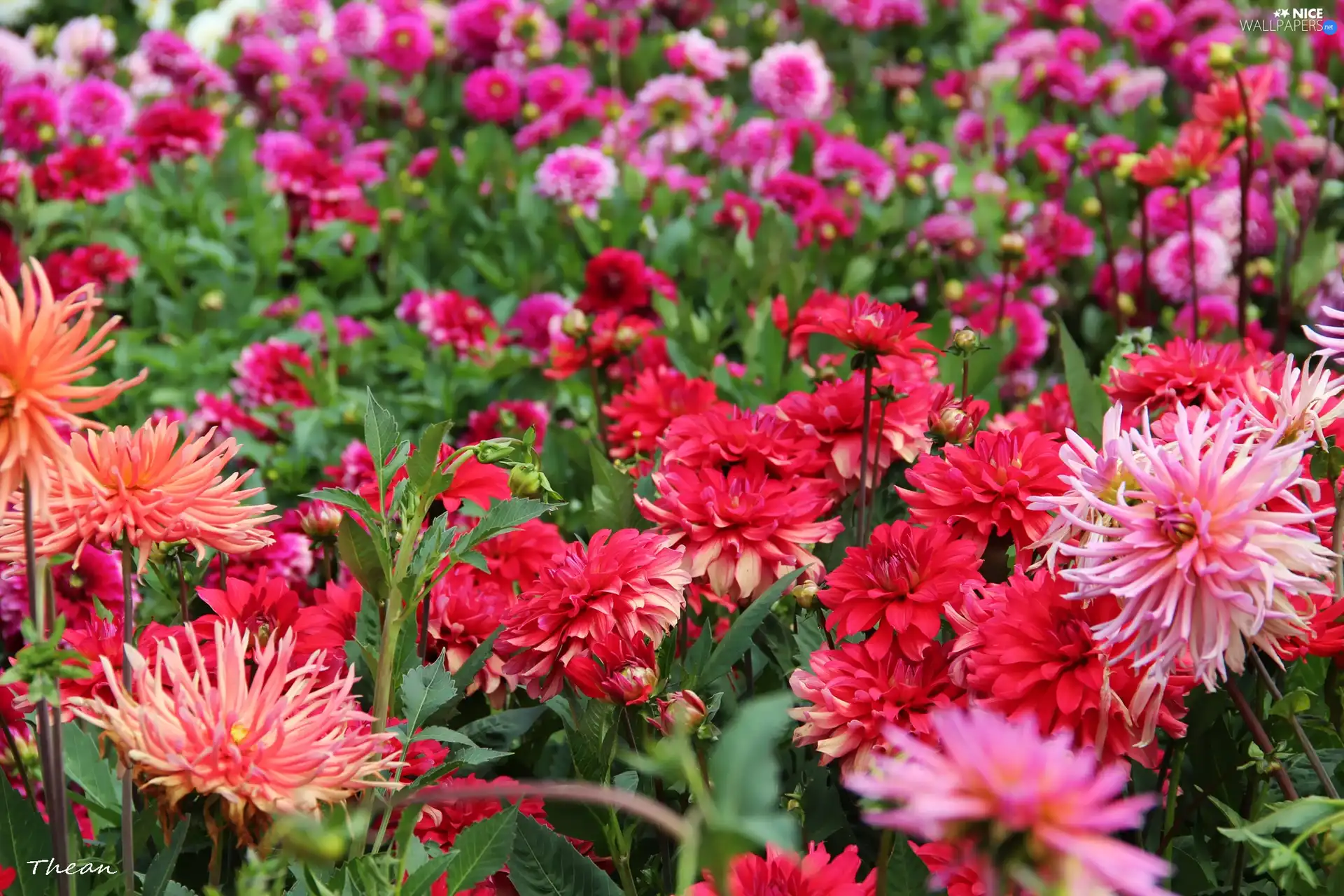 dahlias, color, Flowers