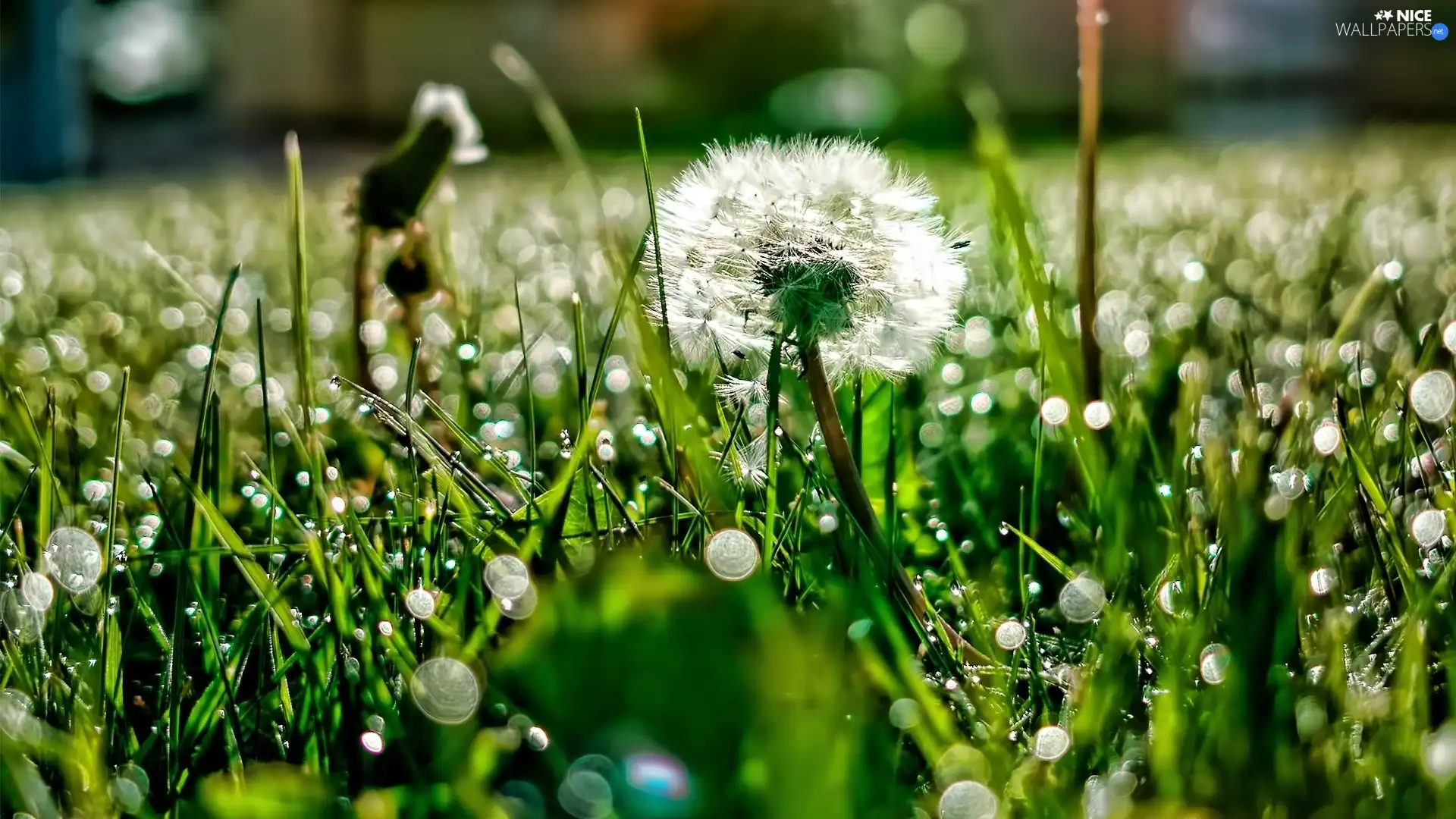 grass, dandelion