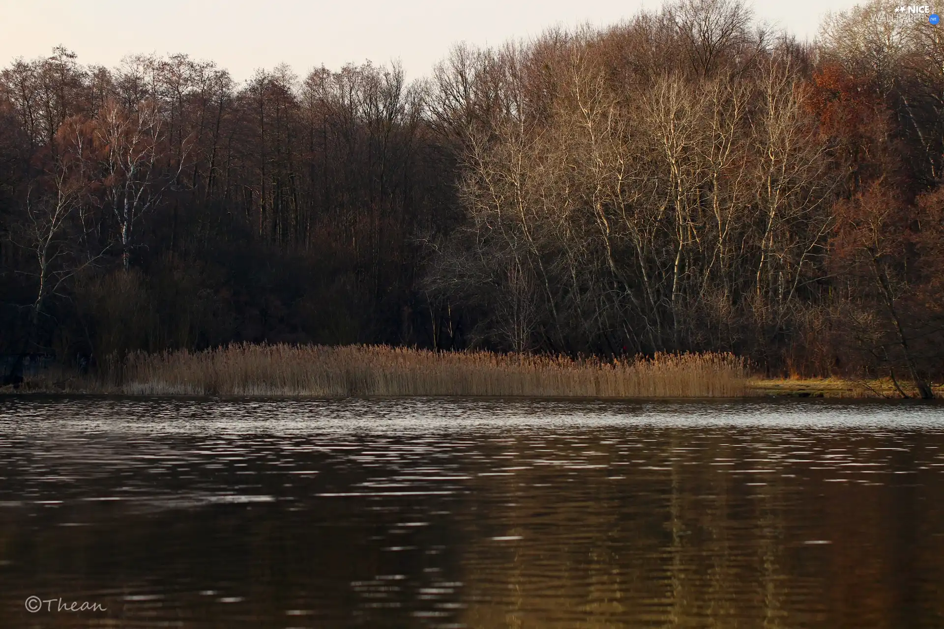 lake, viewes, early spring, trees