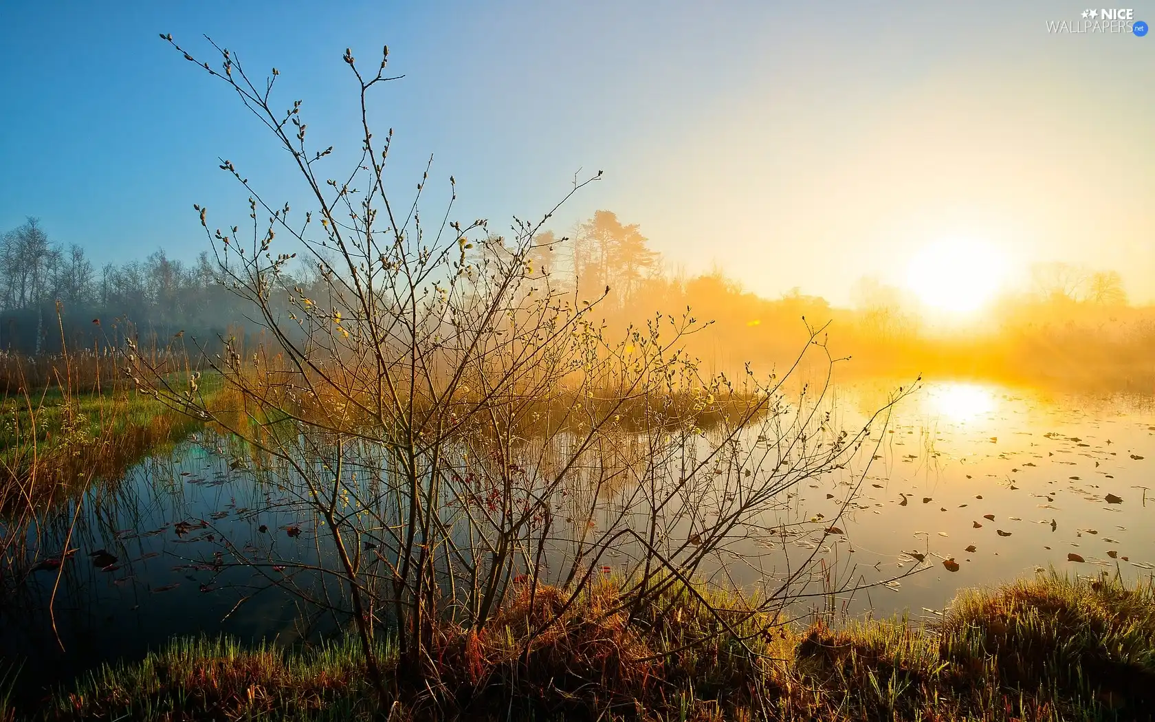 east, sun, Bush, grass, River