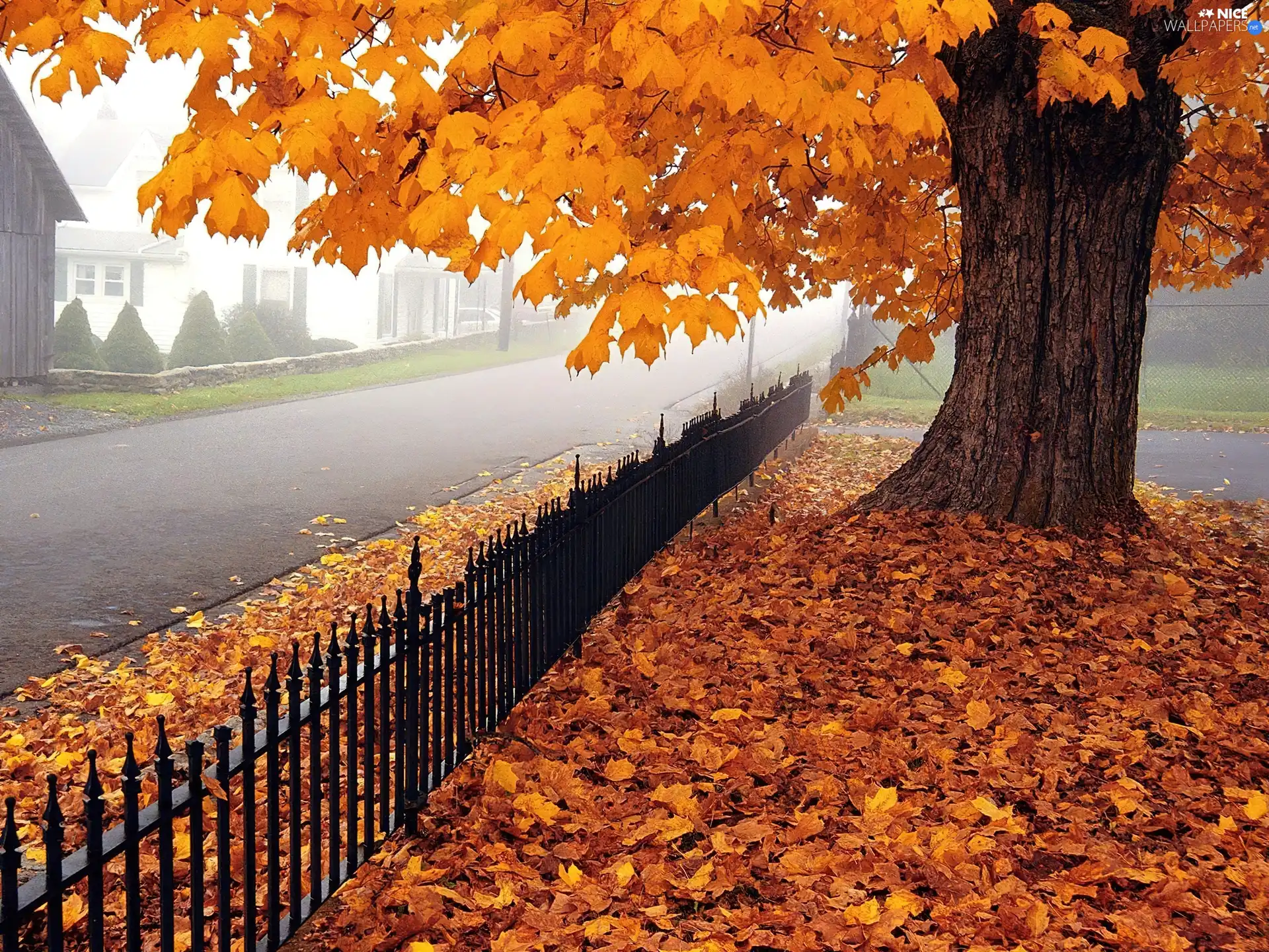 Leaf, autumn, fence, Street, trees, Yellow