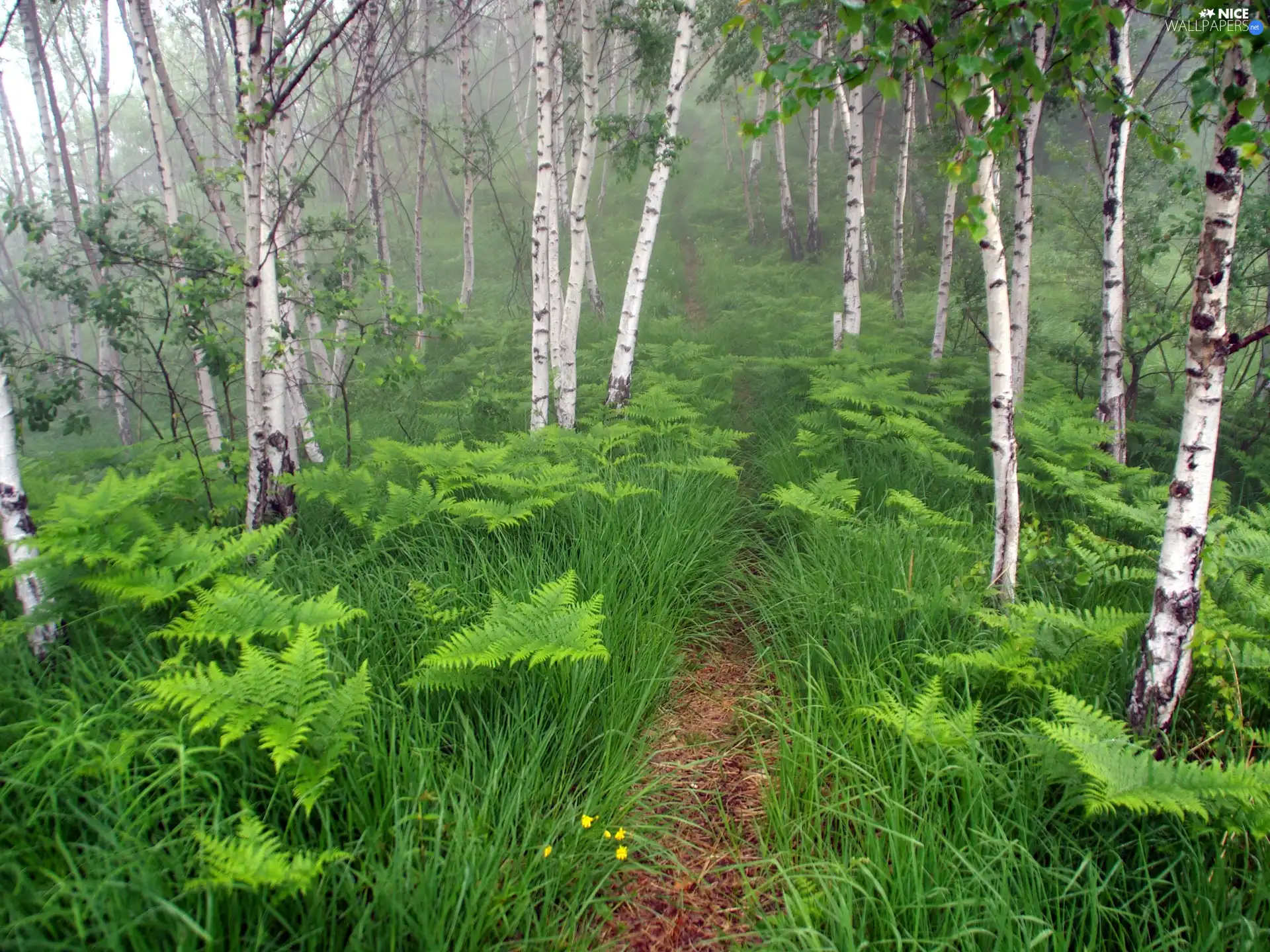 young, birch, fern, grove