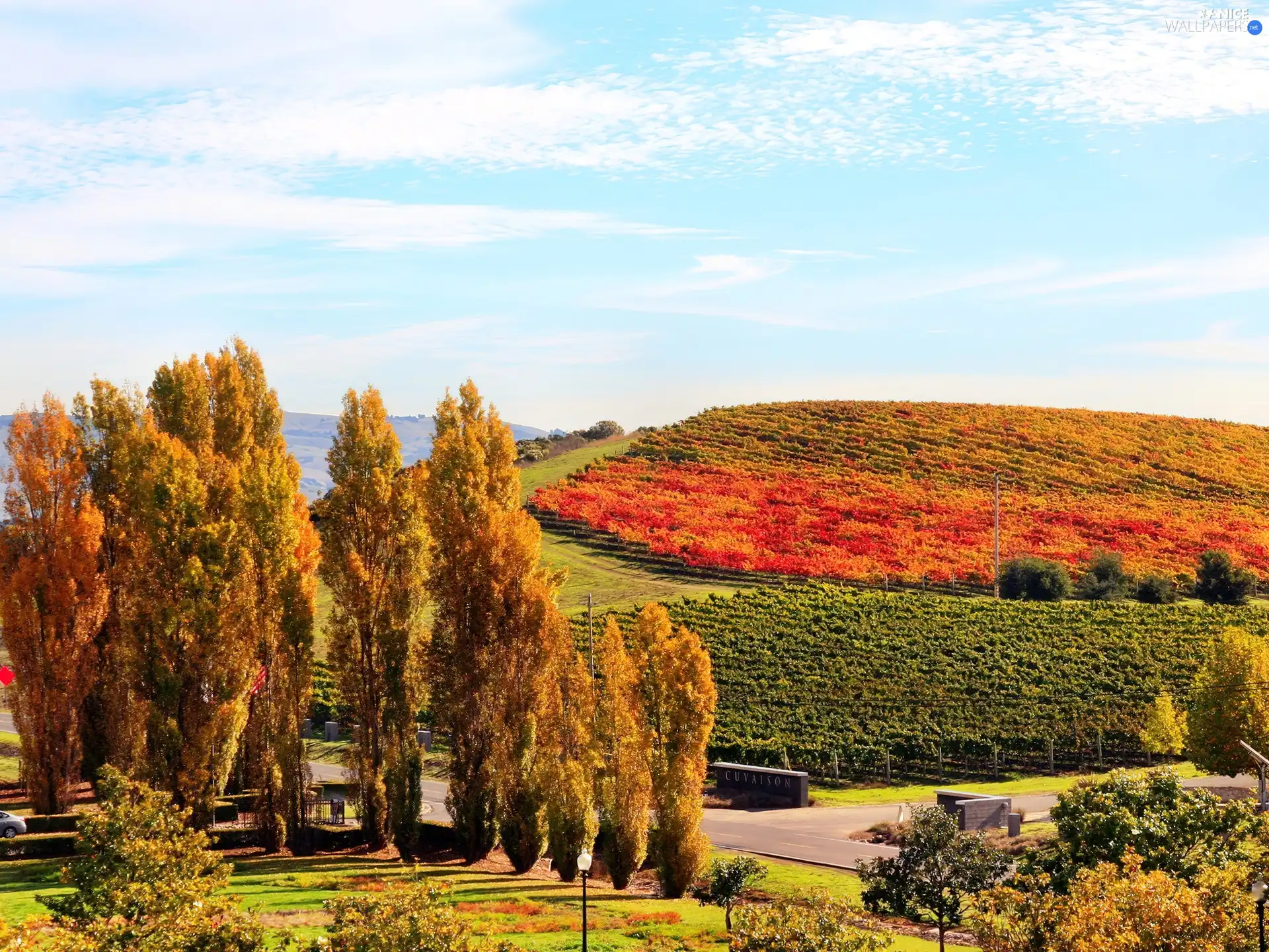 field, cultivated, trees, viewes, autumn