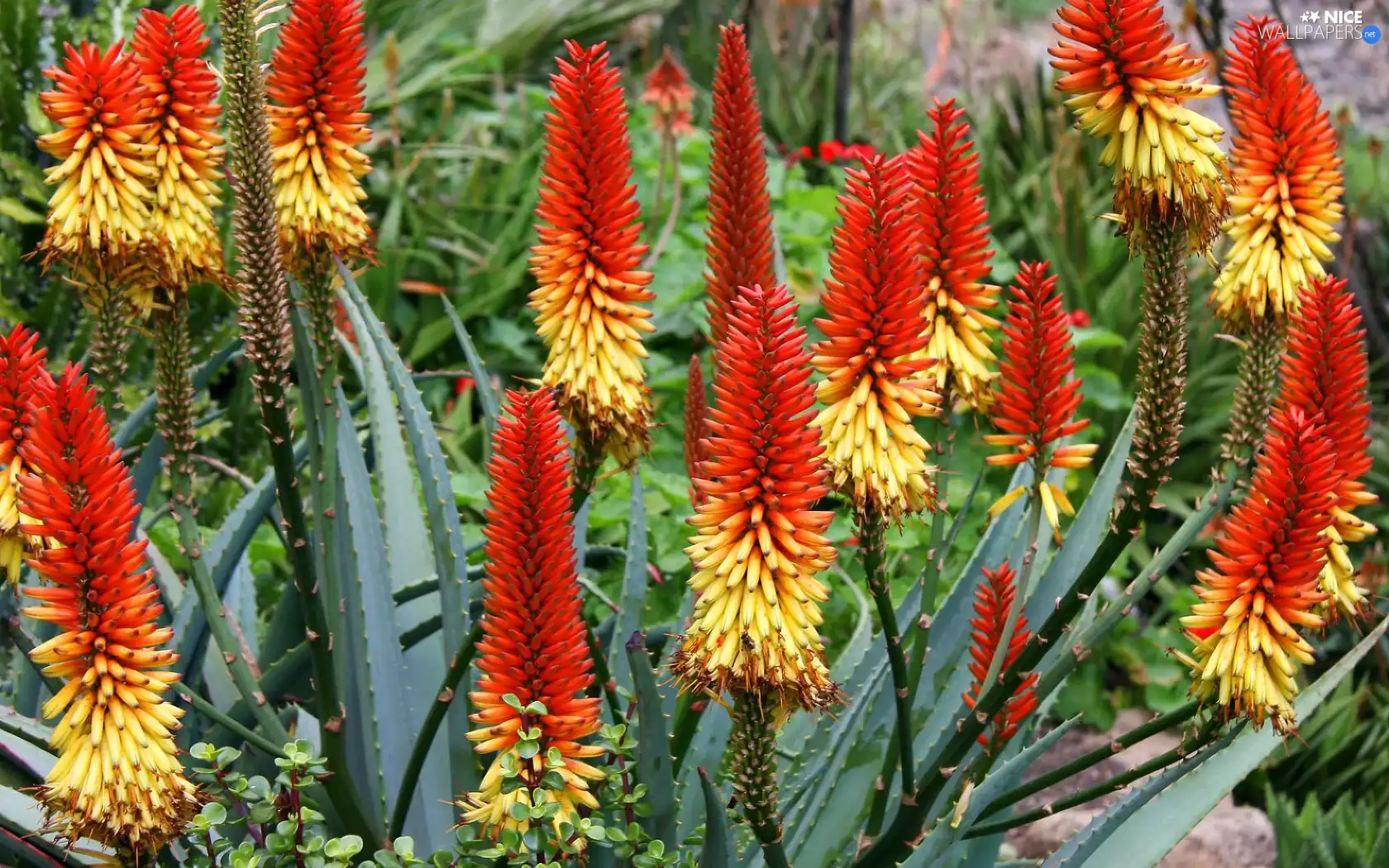 exotic, Flowers