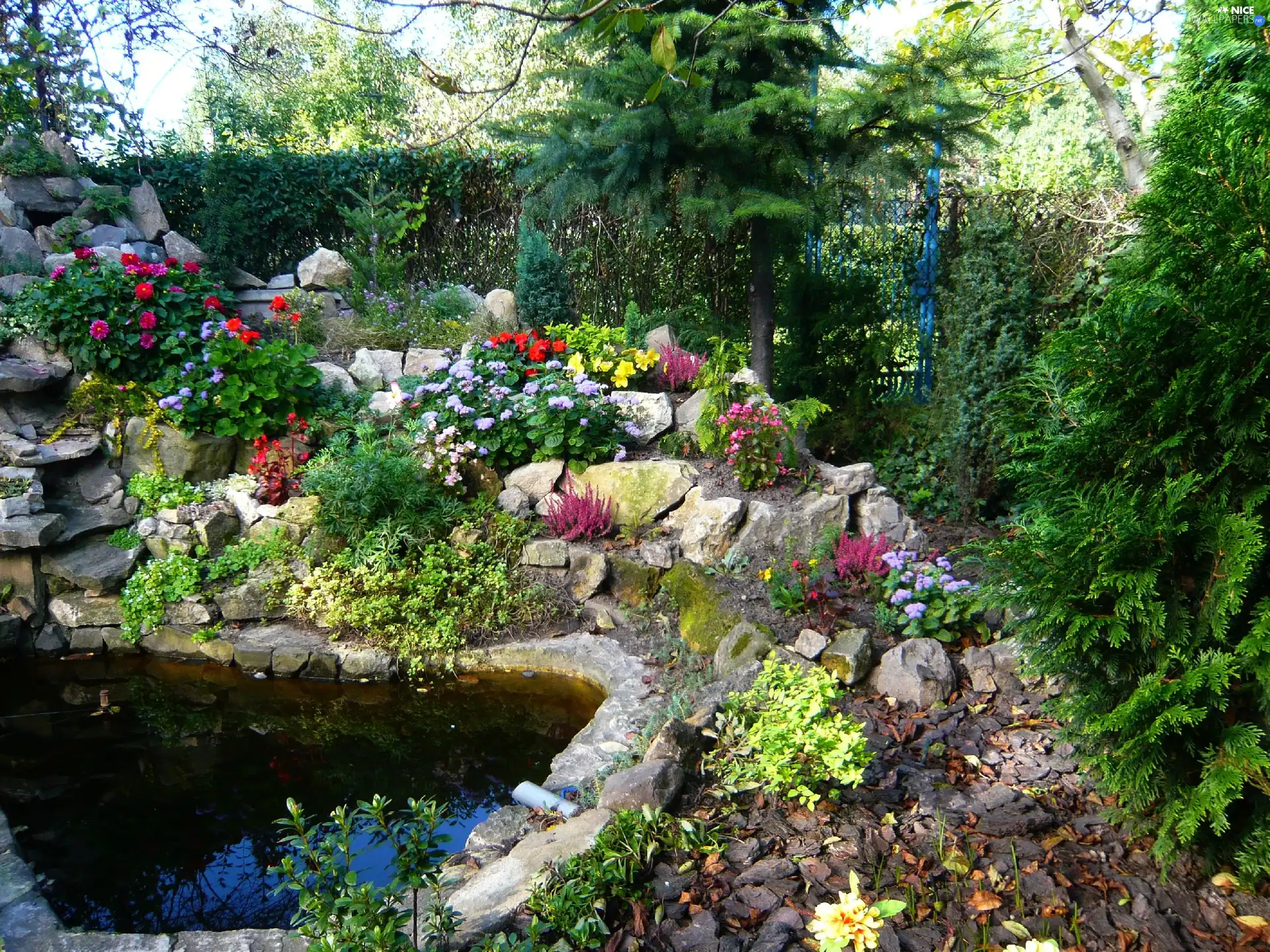 eye, Stones, Flowers, water