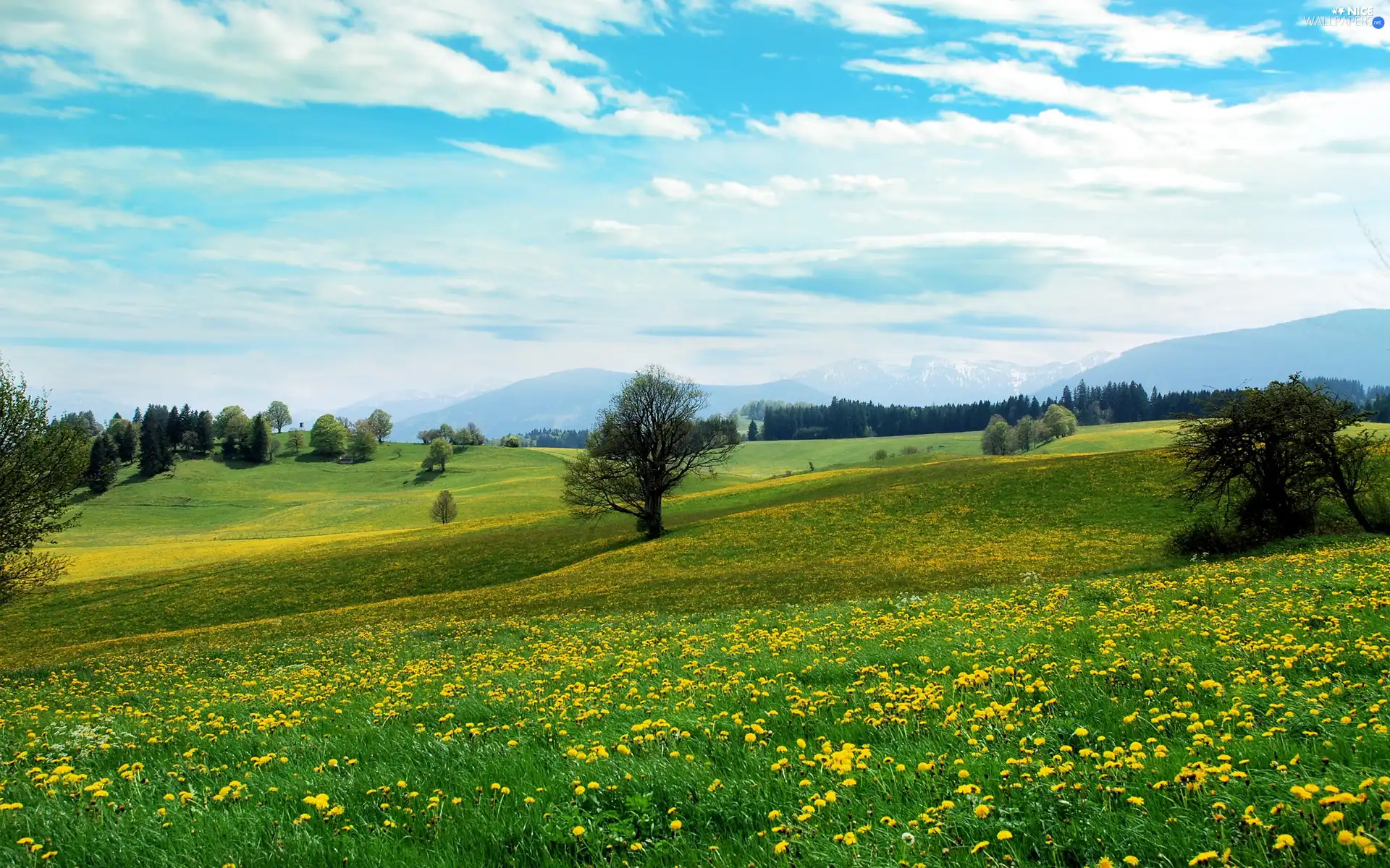 field, Mountains, Flowers, medows