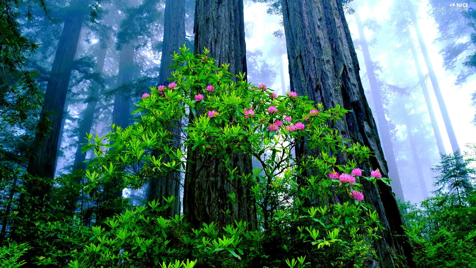 forest, Flowers