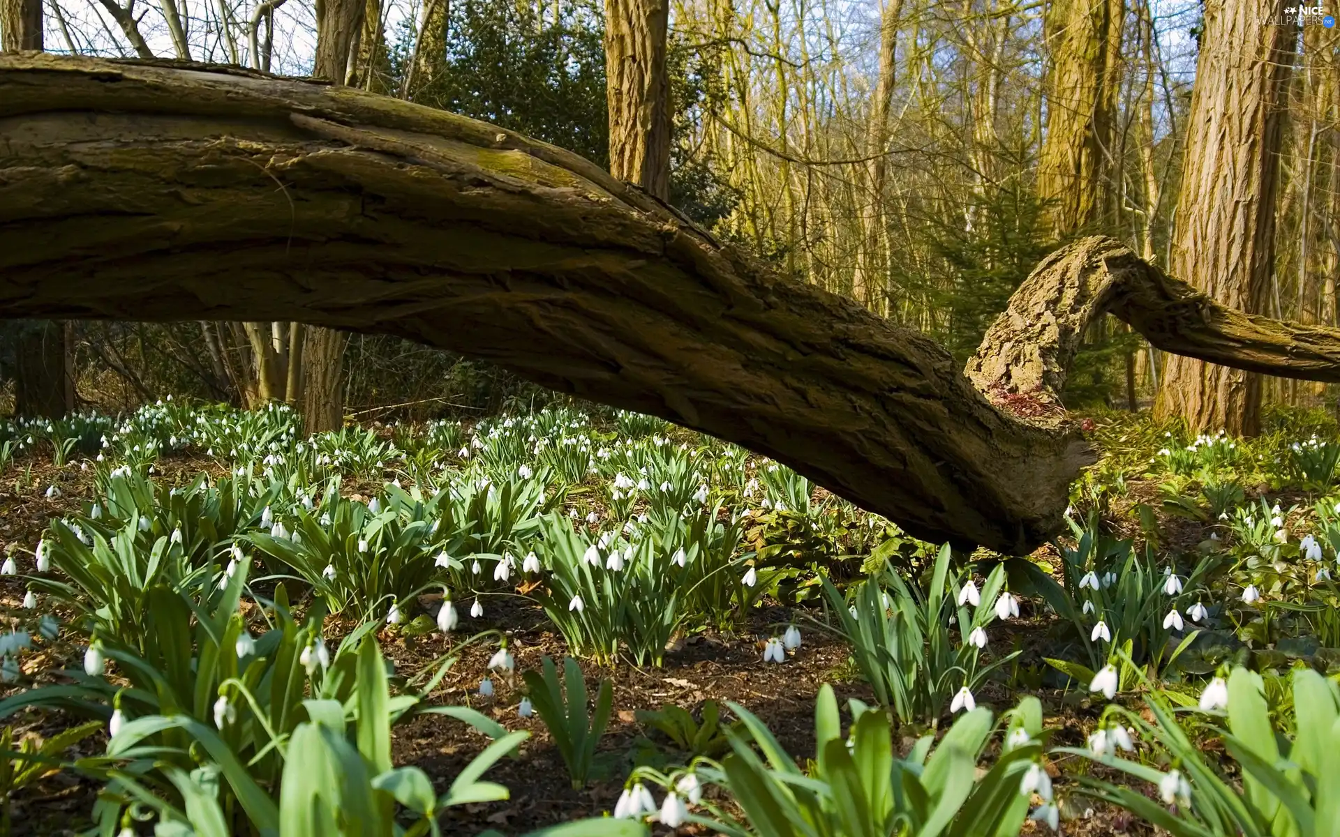 forest, trees, Flowers, fallen