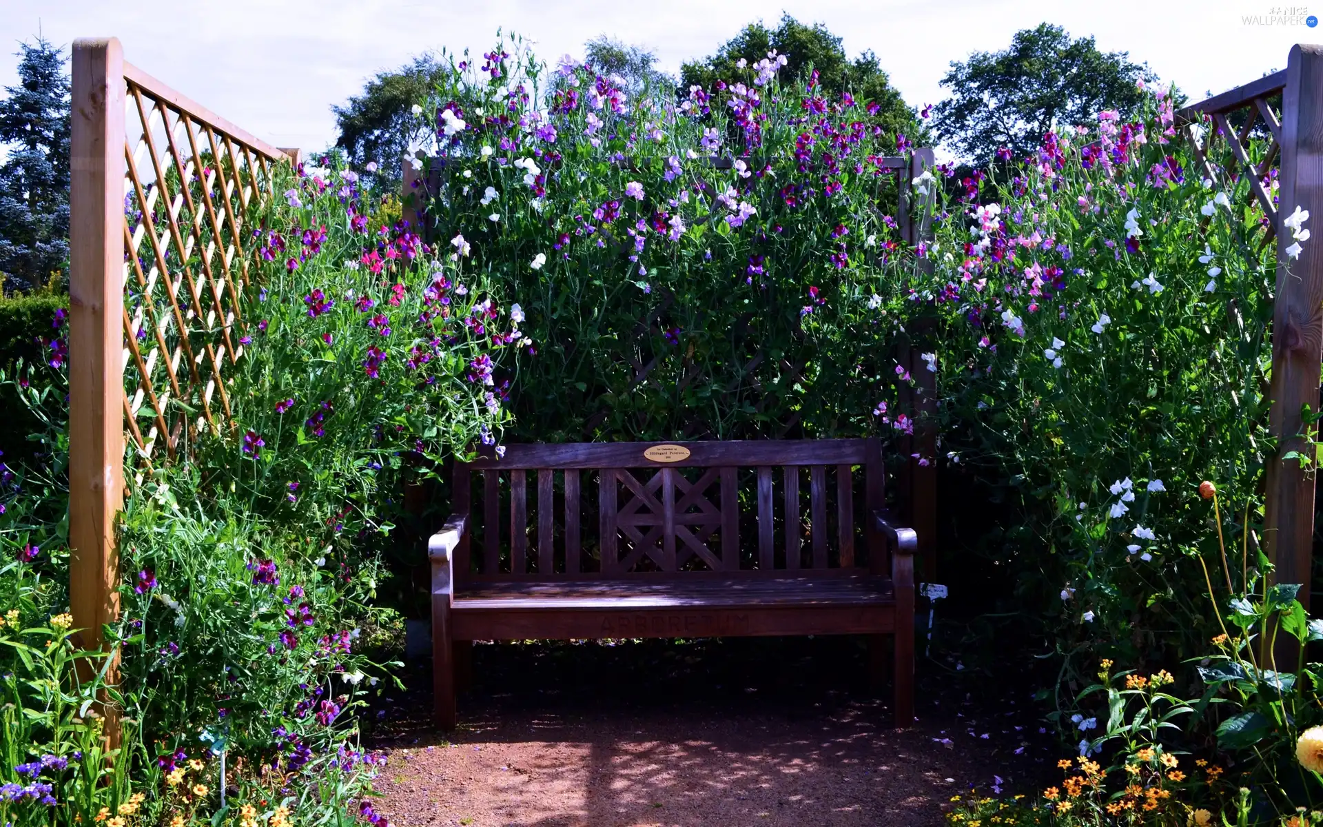 Garden, Climbing, Flowers, Bench