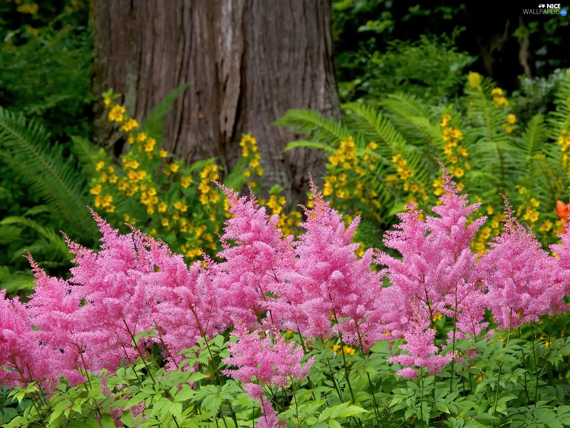 Garden, lilac, Flowers, Yellow