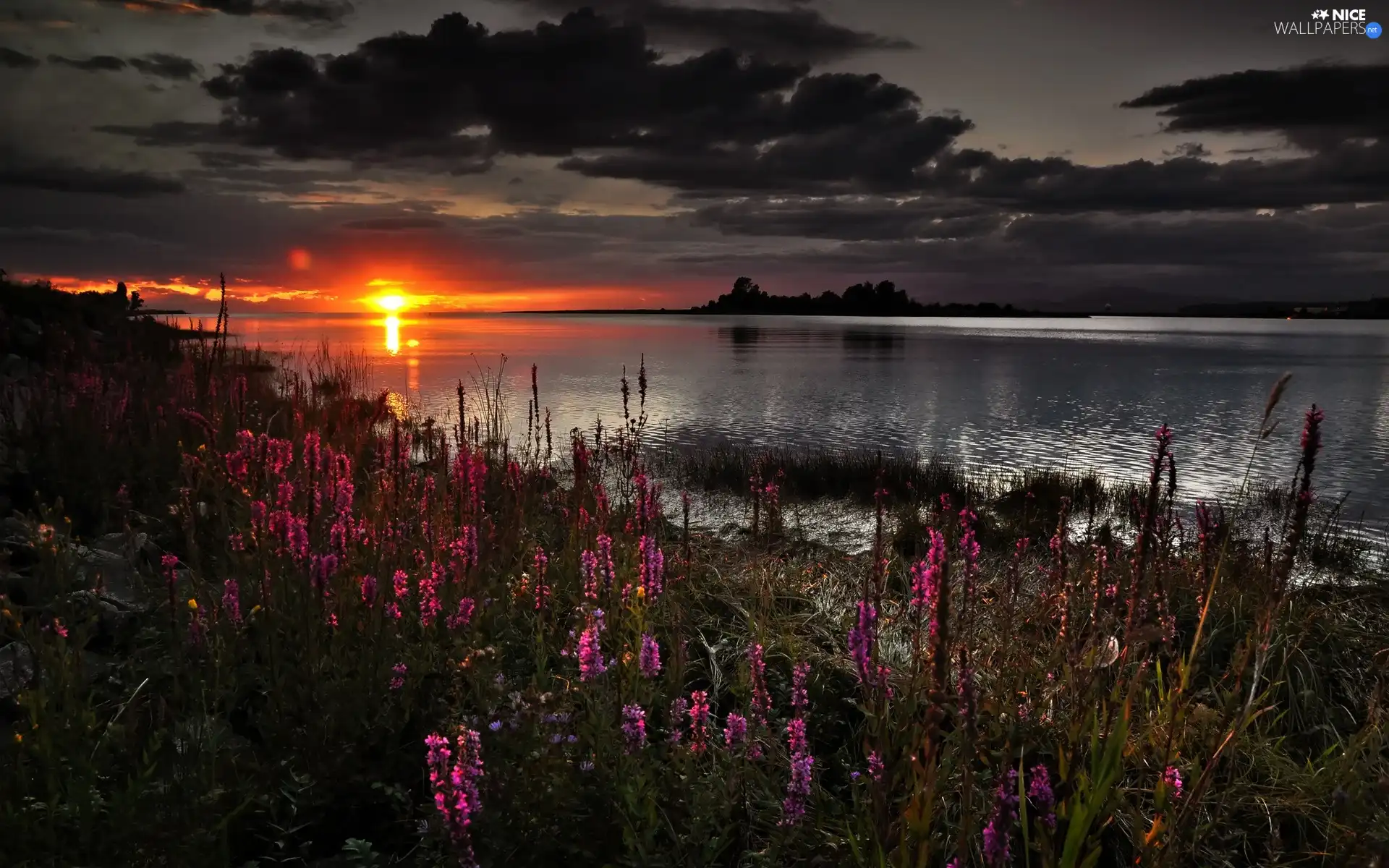 lake, sun, Flowers, west